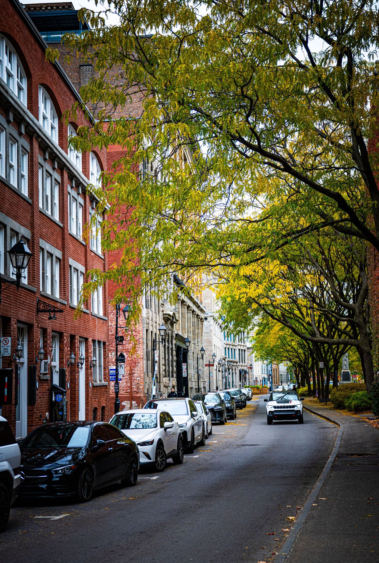 Tree-lined urban street with brick buildings, parked cars, and autumn foliage creating a charming neighborhood scene.