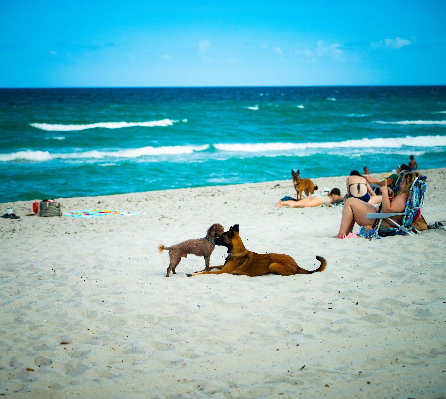 Dogs and beachgoers lounging on white sand beach under bright blue skies.