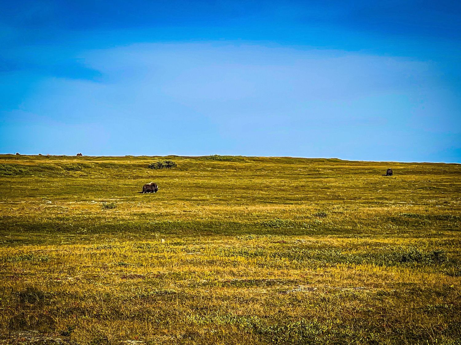 Panoramic view of vast golden tundra landscape stretching to the horizon.
