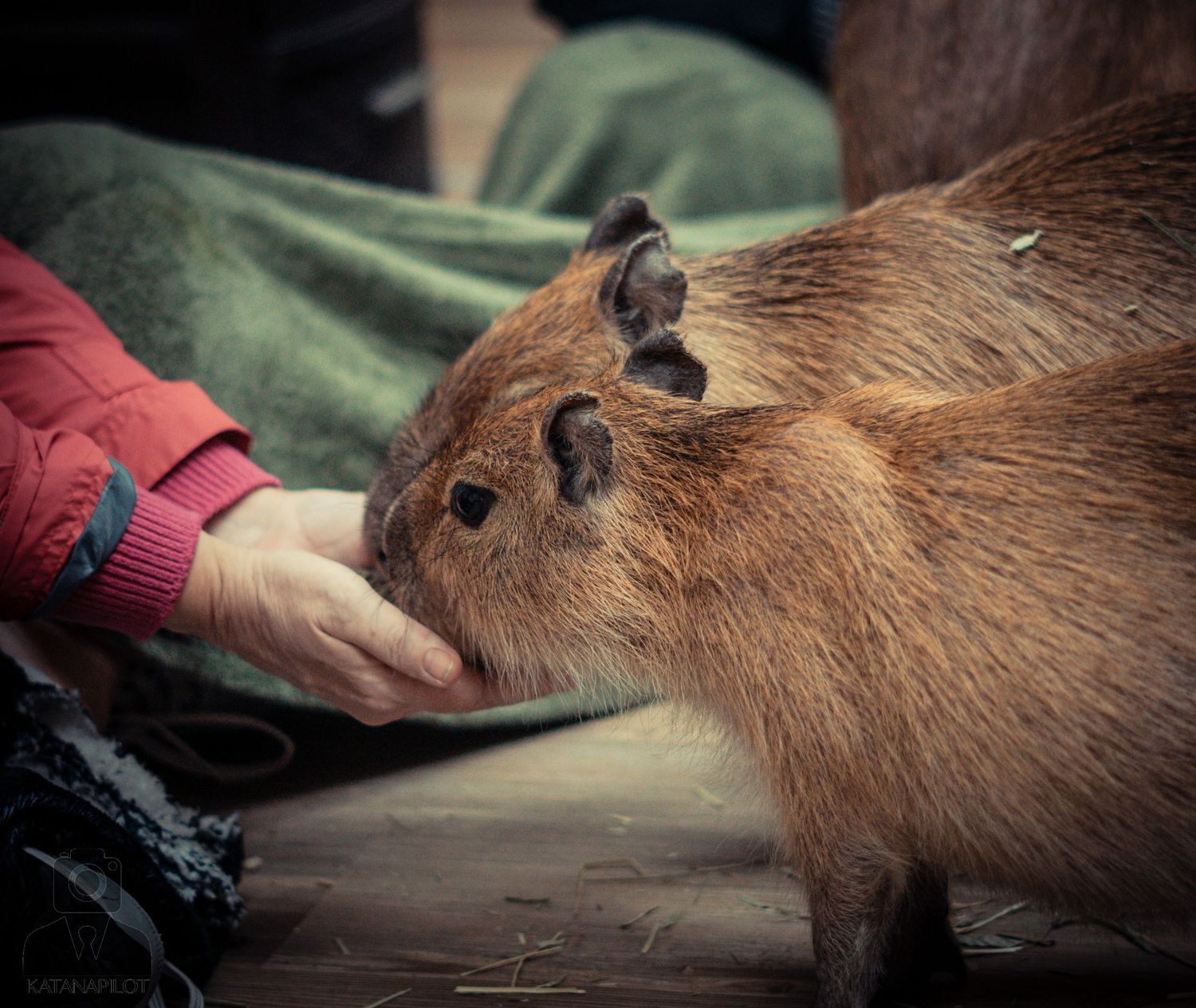 Capybara being gently petted while eating hay.