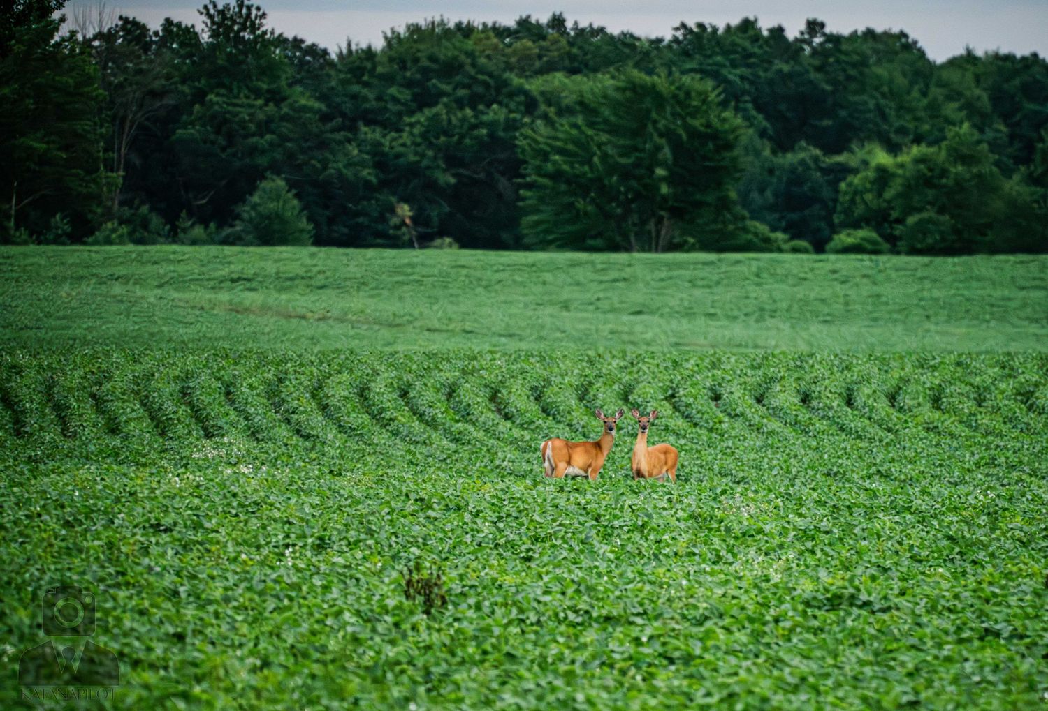 Deer grazing in a lush green agricultural field with rows of crops visible.