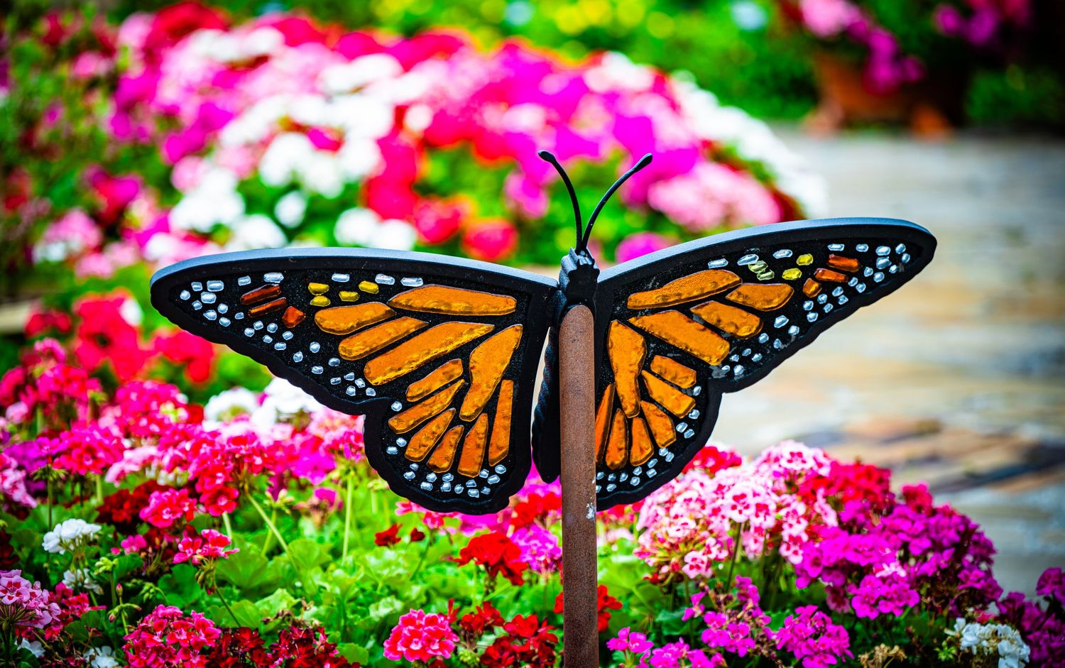 Monarch butterfly resting on vibrant pink flowers in a garden.