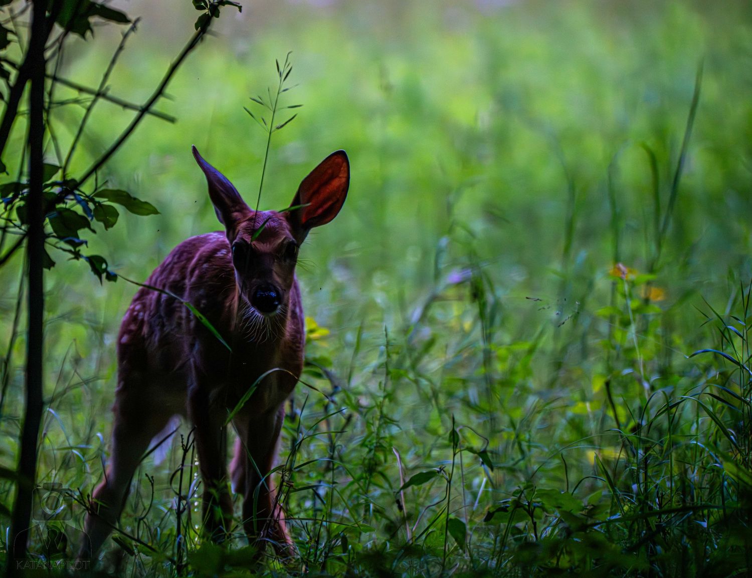 Deer ears visible through tall grass at dusk.