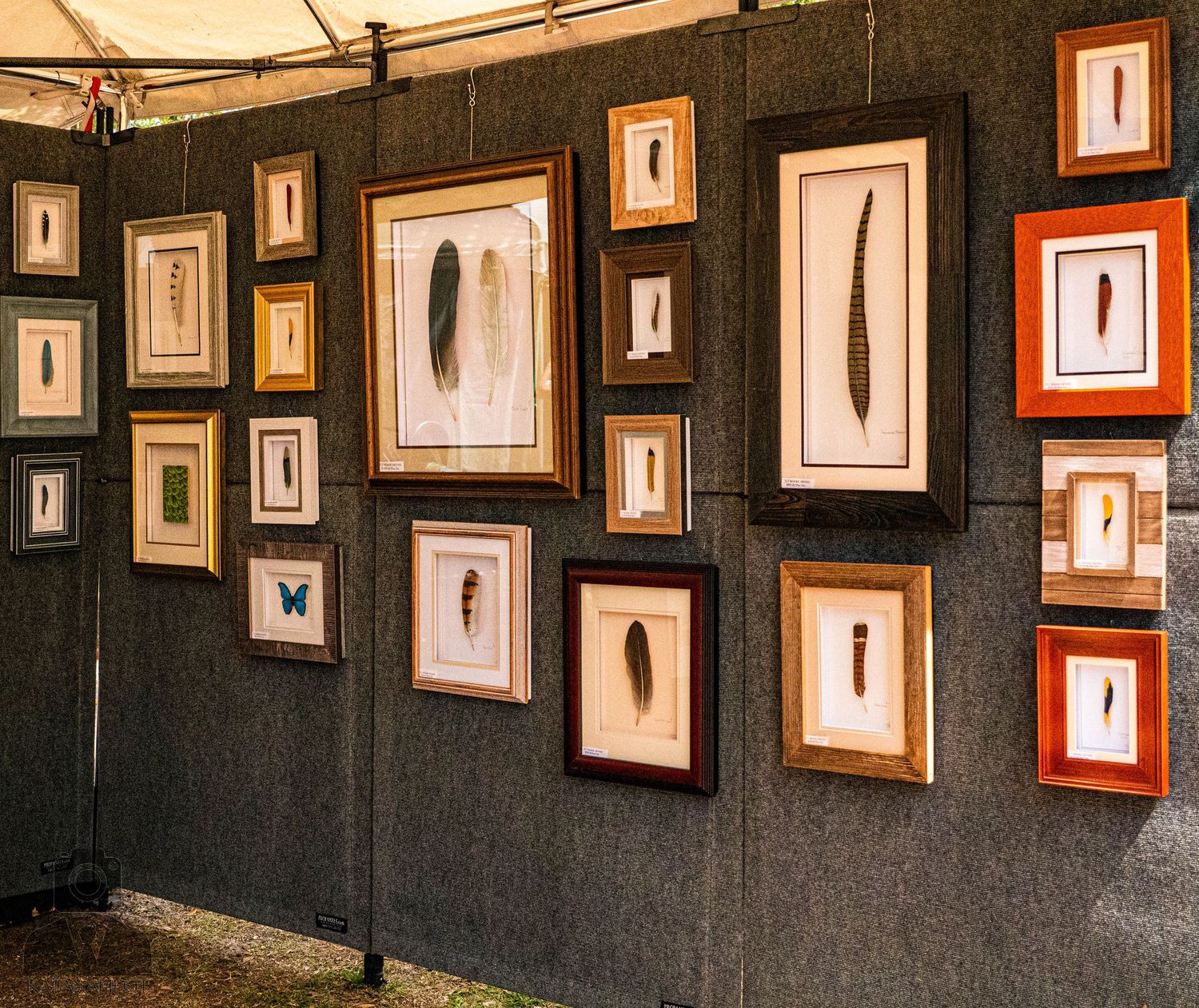 Collection of framed insect illustrations arranged on a dark gallery wall.