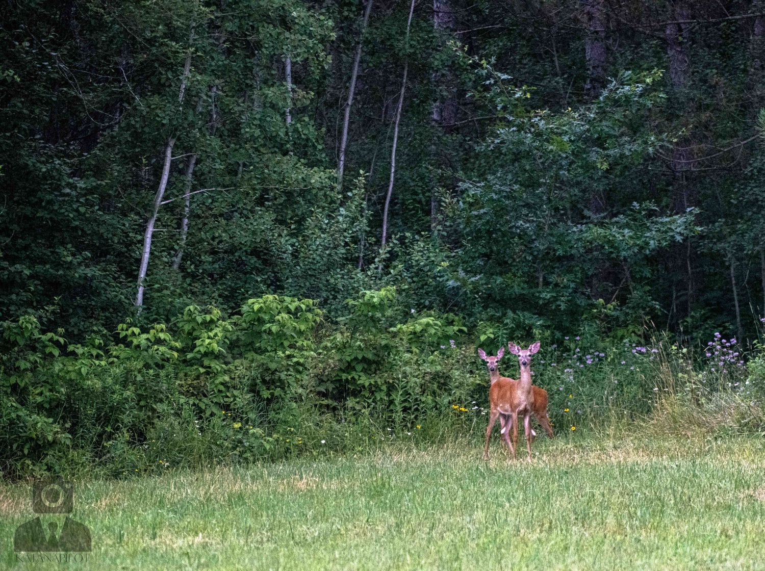 Distant deer visible at the edge of a wooded clearing.