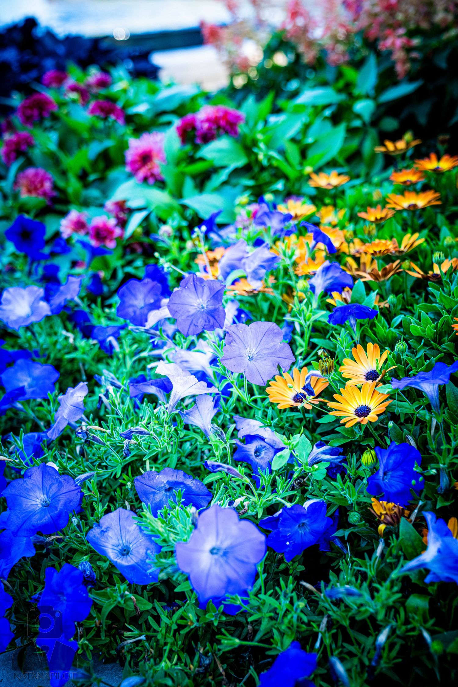Purple and blue petunias mixed with yellow daisies in a colorful garden display.