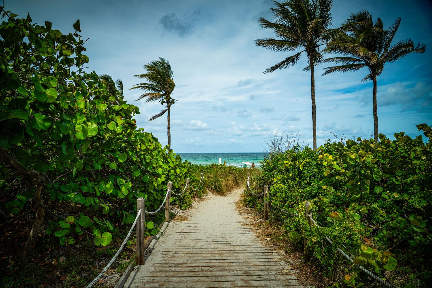 Sandy beach pathway lined with palm trees and tropical vegetation leading to ocean view.