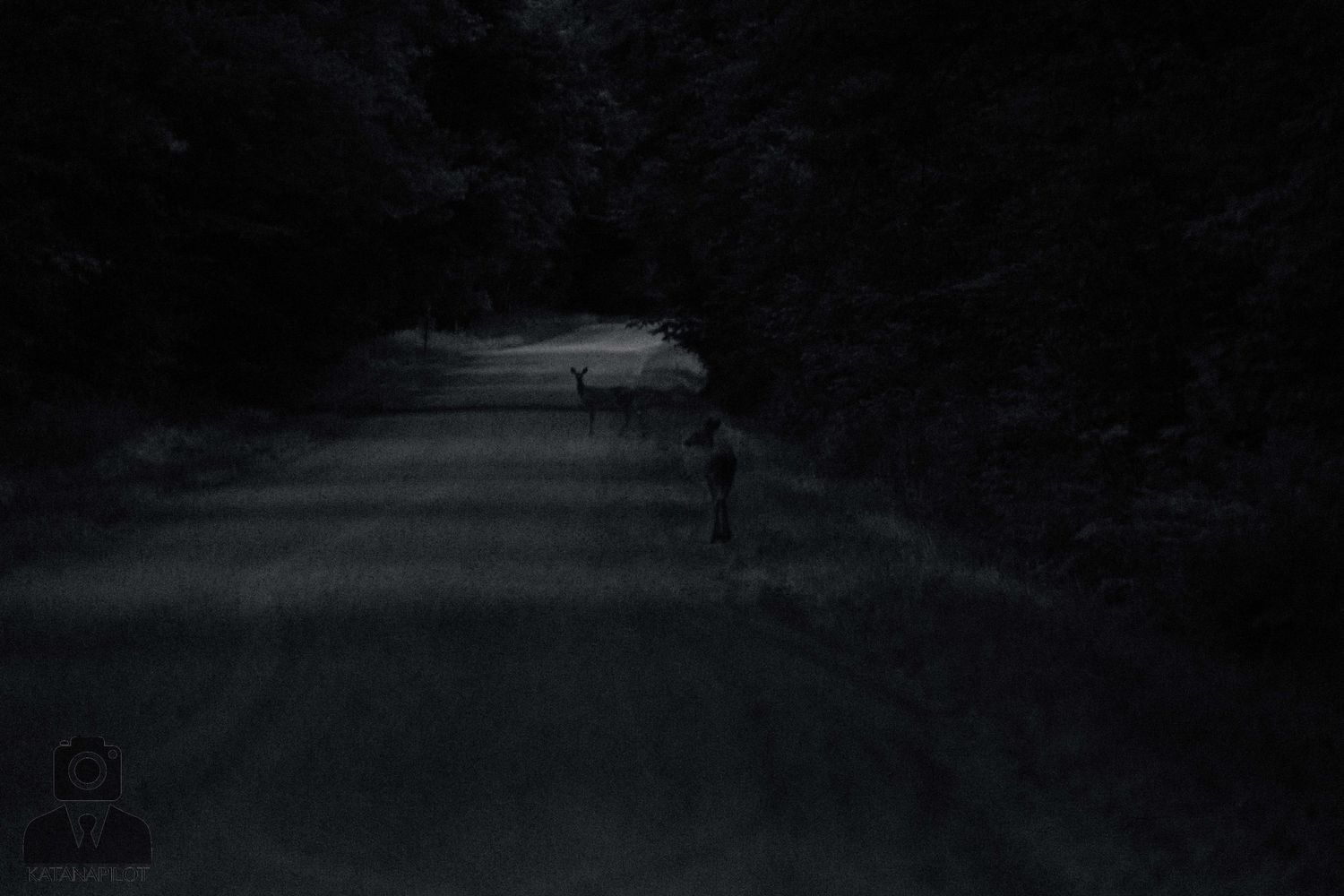 Dark silhouettes of deer crossing a country road at night.