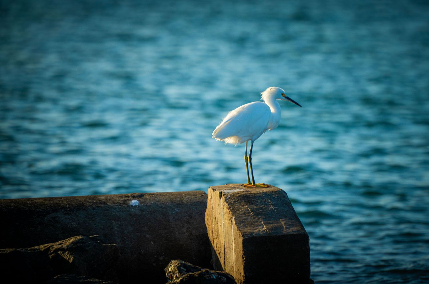 A white snowy egret stands perched on a wooden post against sparkling turquoise water in the background.