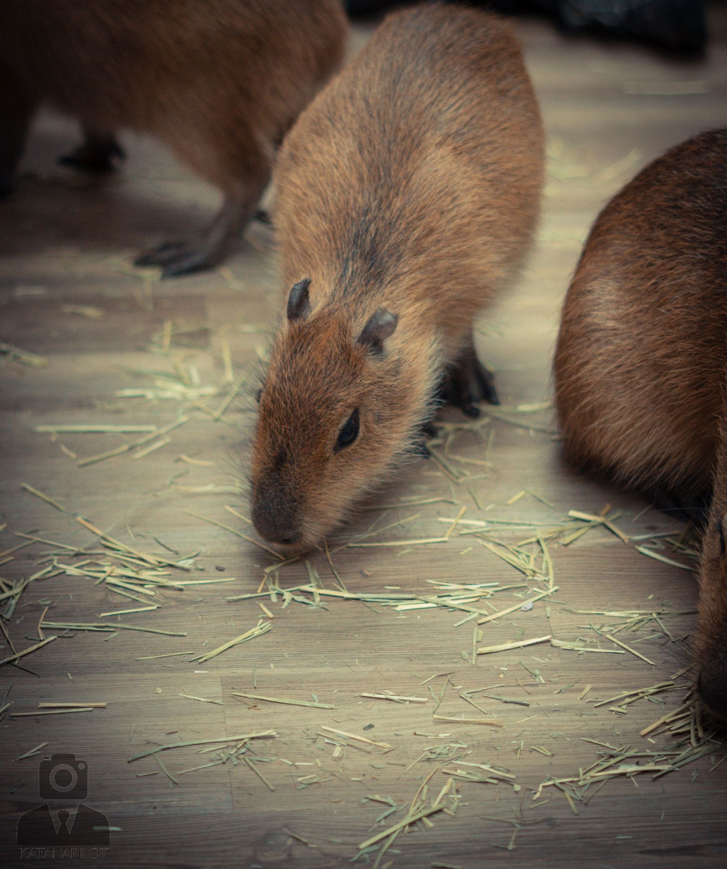 Capybara foraging on scattered hay or straw on a dark surface.
