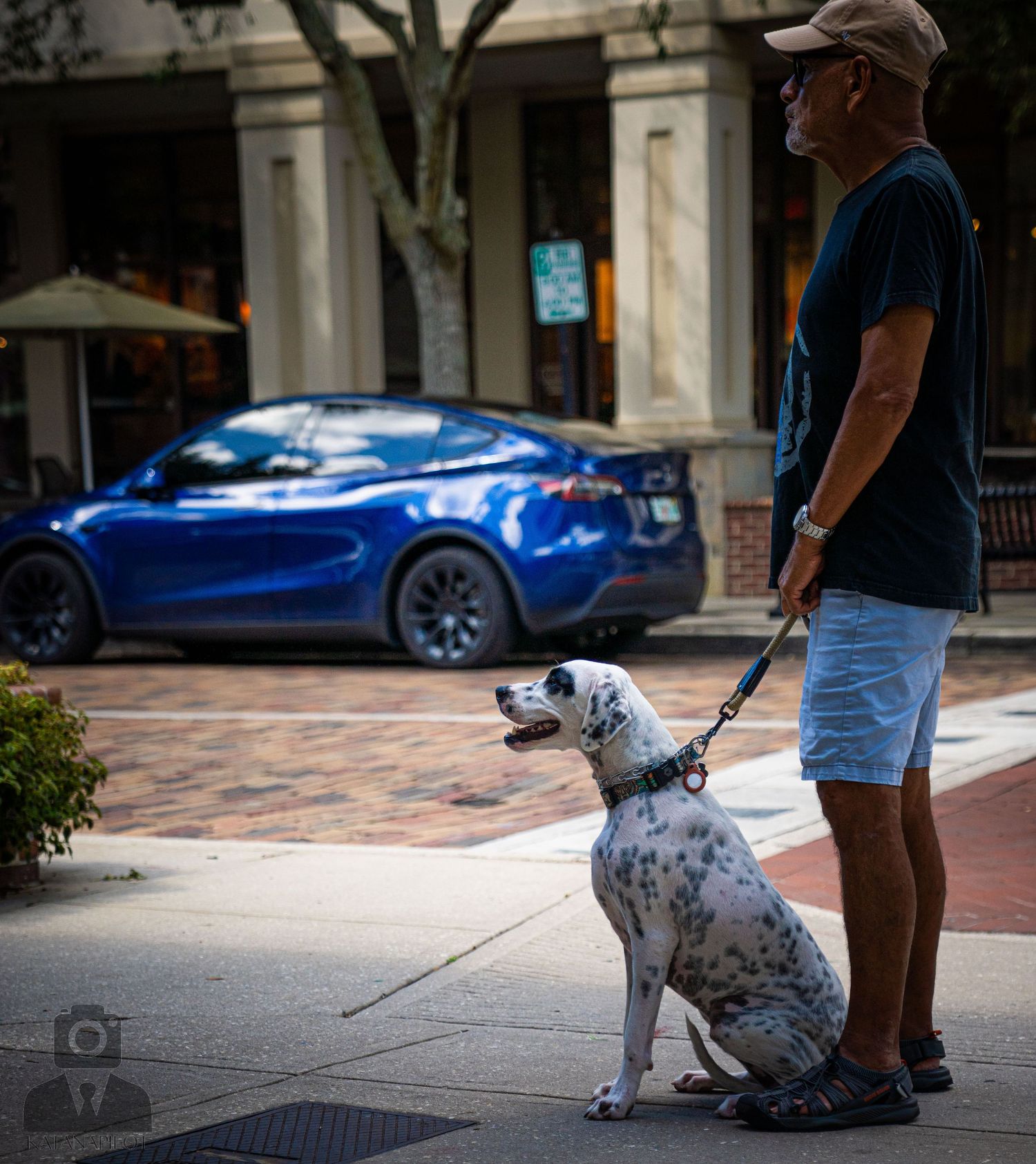 A spotted dog on a leash walks along a brick sidewalk with sports cars in the background.