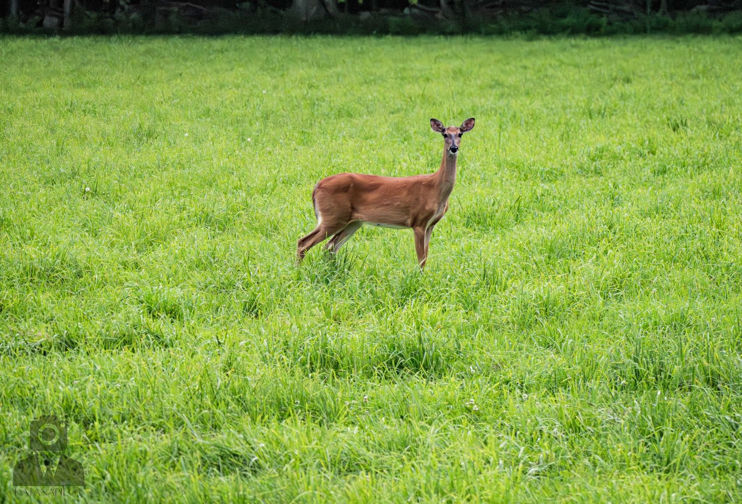 White-tailed deer moving through a bright green summer meadow.