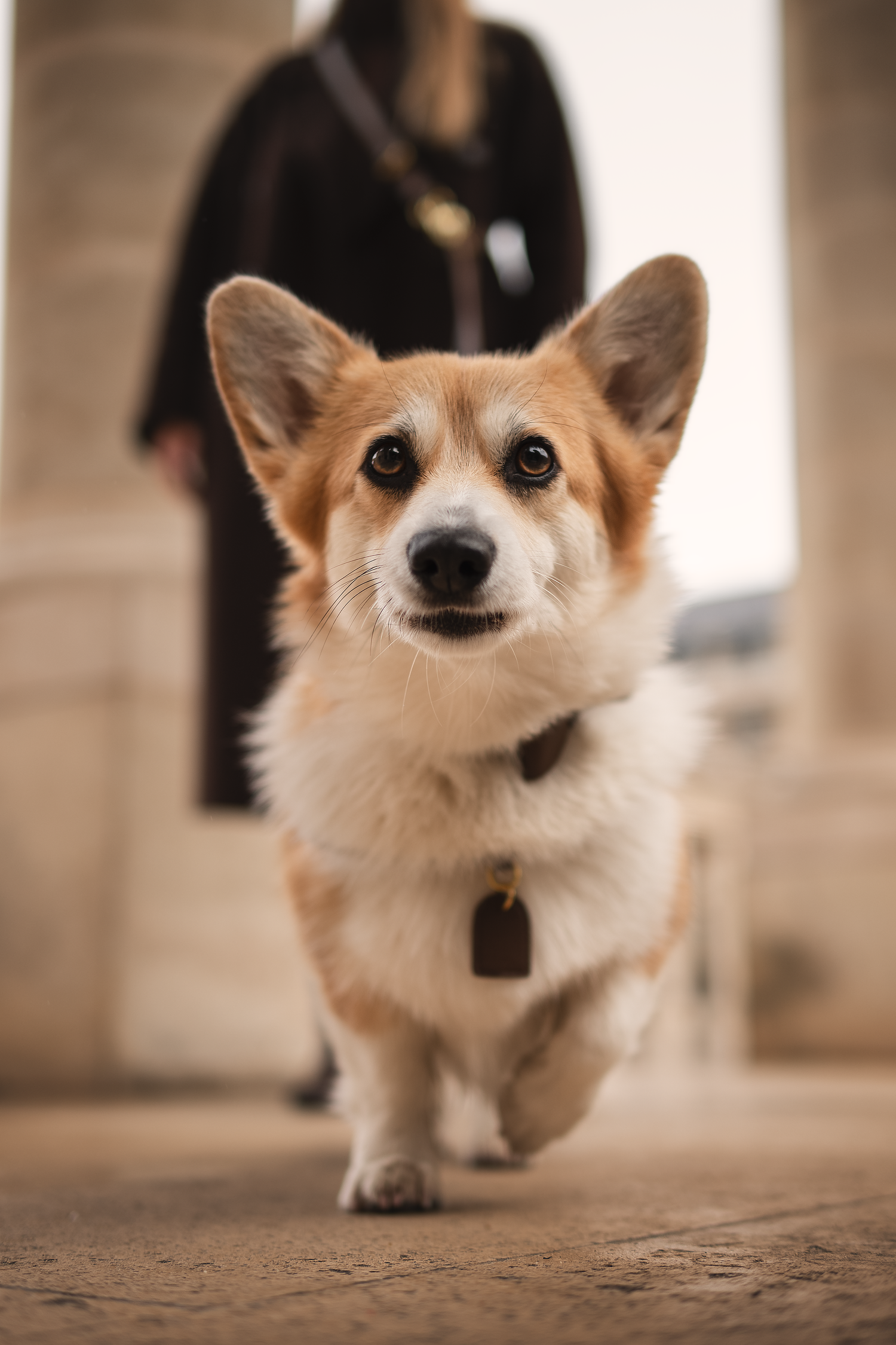 photographe chien canin, photographe lille, photographe 77, professionnels animaliers, photographie professsionnelle, corgi