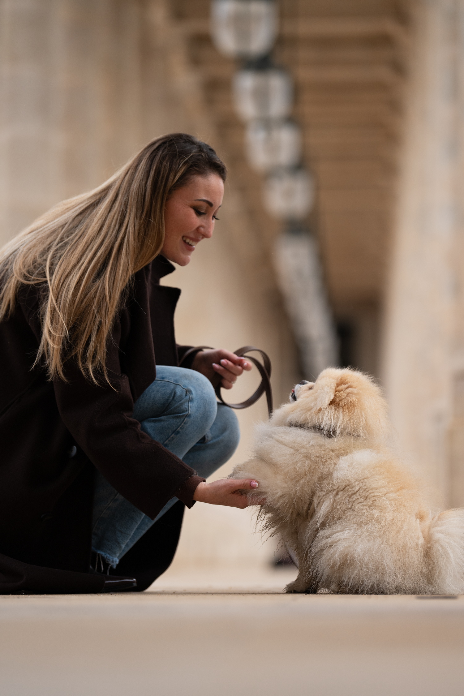 photographe chien canin, photographe lille, photographe 77, professionnels animaliers, photographie professsionnelle, spitz