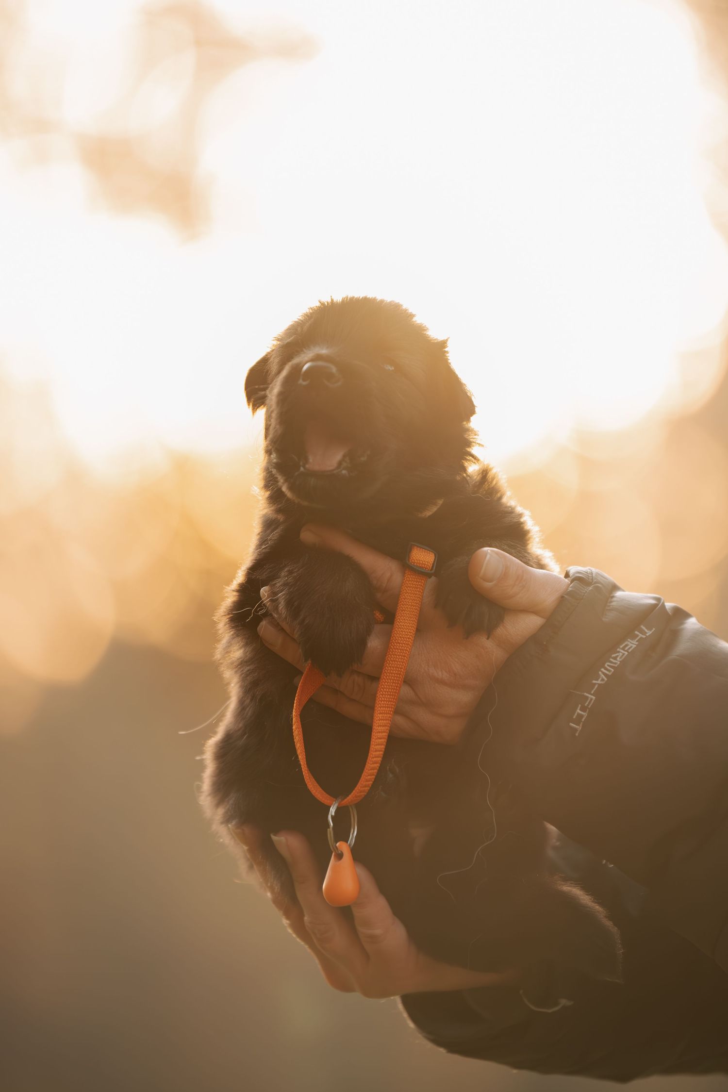 chiots, altdeutscher schäferhund, dog photography, photographe chien canin, photographe lille, photographe 77, élevage