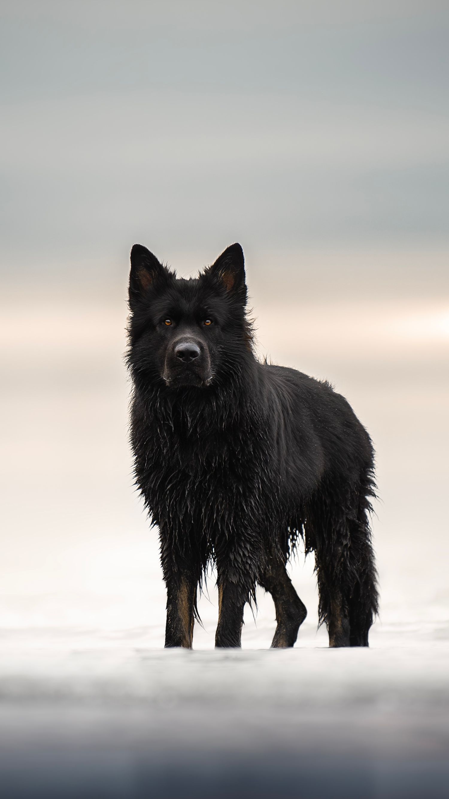 photographe chien canin, photographe lille, photographe 77, berger allemand, dog photography, altdeutscher schäferhund,