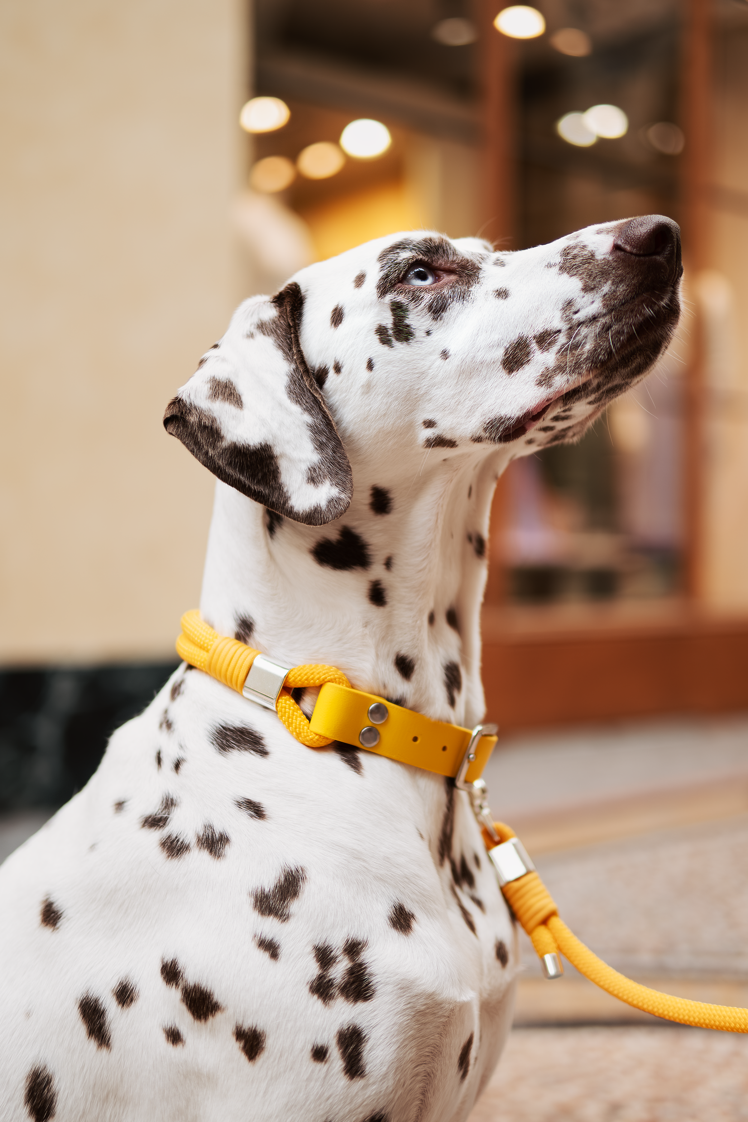 photographe chien canin, photographe lille, photographe 77, professionnels animaliers, photographie professsionnelle, dalmatien