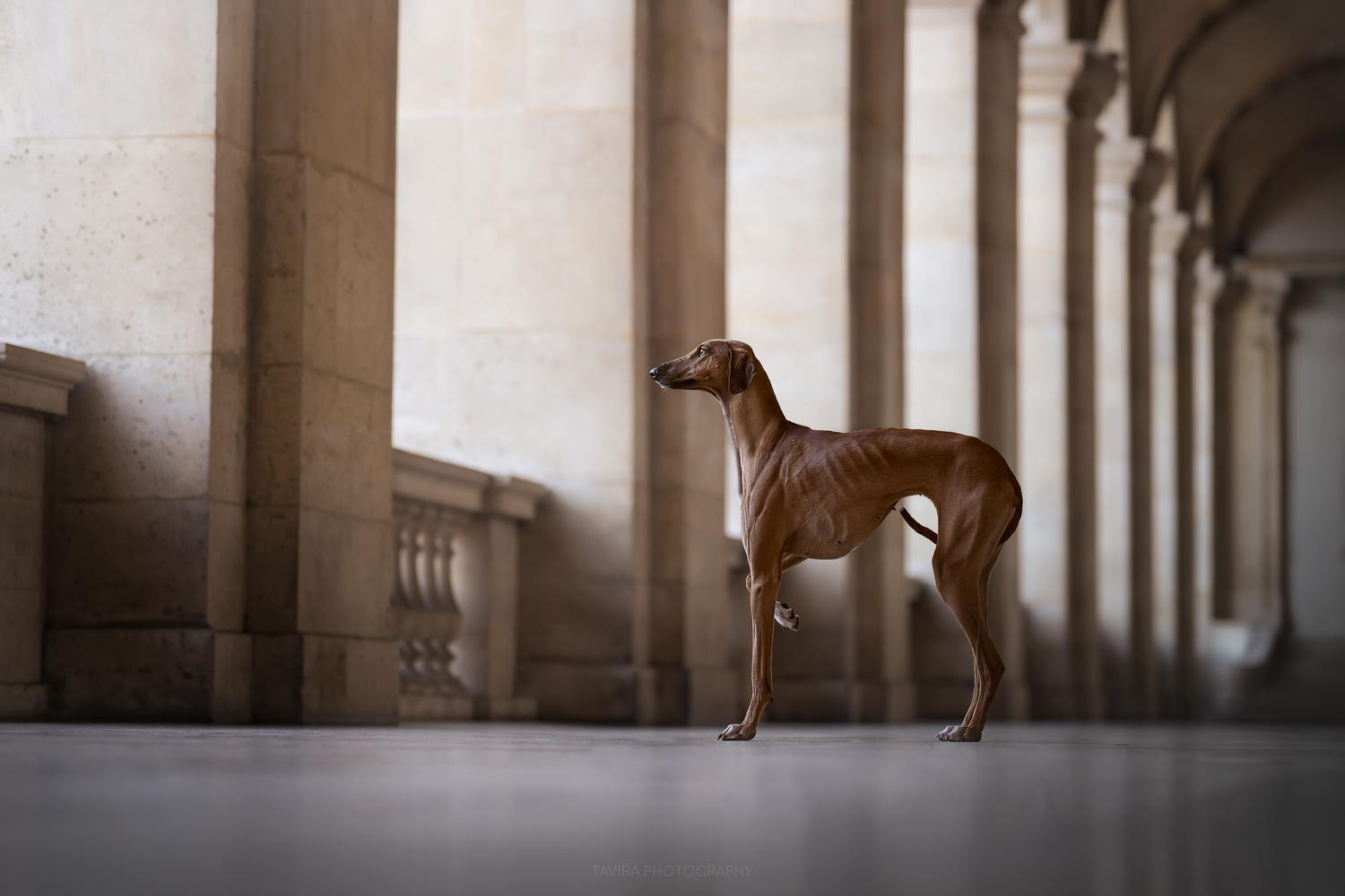Azawakh, photographe chien canin, photographe lille, photographe 77, professionnels animaliers, photographie professsionnelle