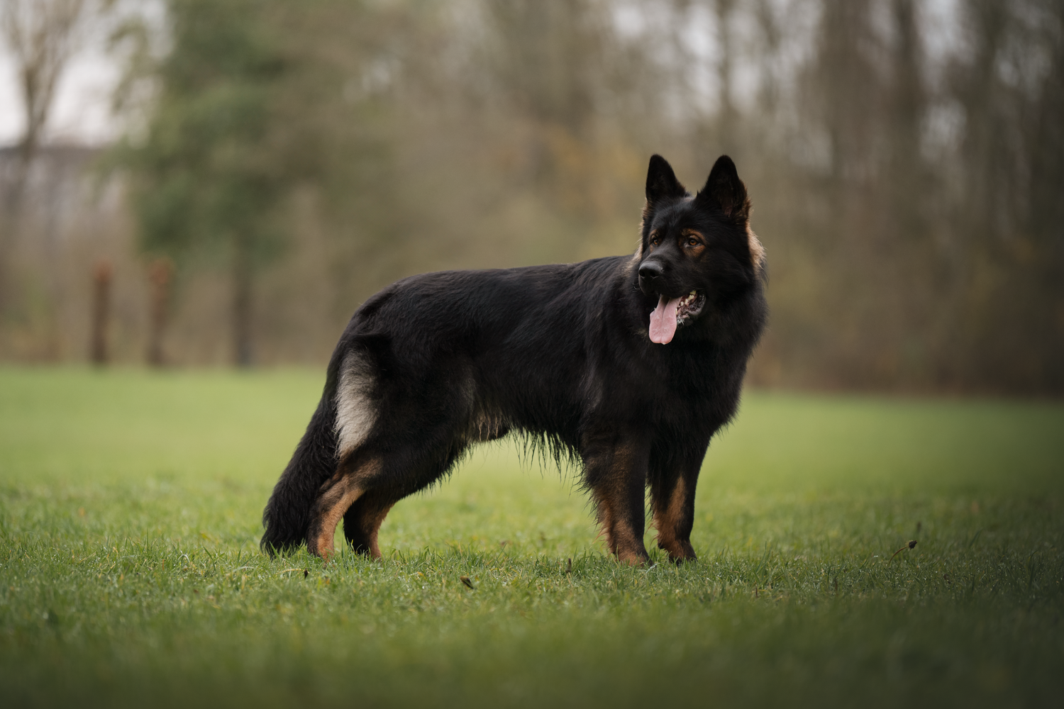berger allemand ancien type, altdeutscher schäferhund, dog photography, photographe chien canin, photographe lille, photographe 77, élevage