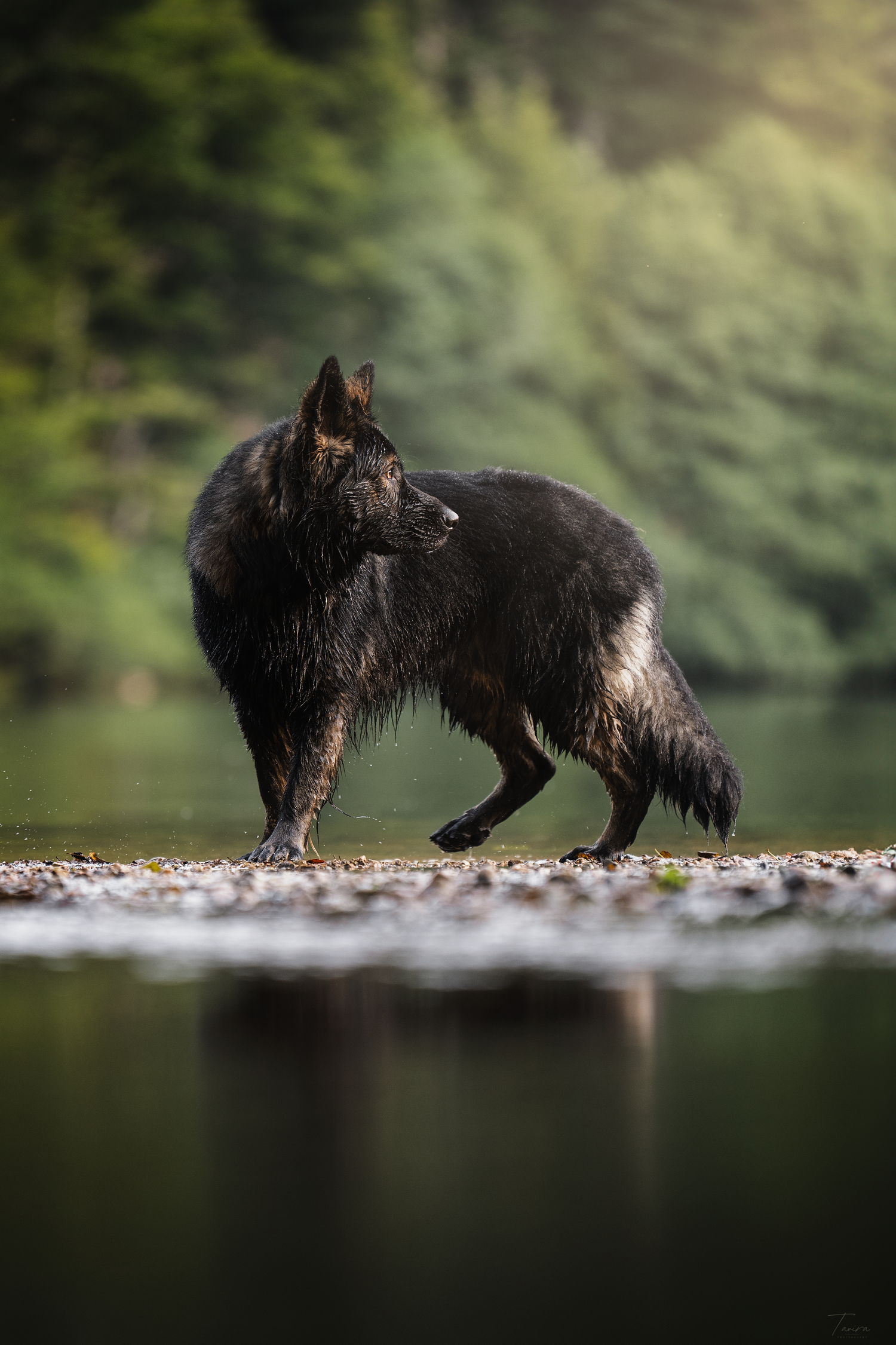 berger allemand ancien type, altdeutscher schäferhund, dog photography, photographe chien canin, photographe lille, photographe 77, élevage