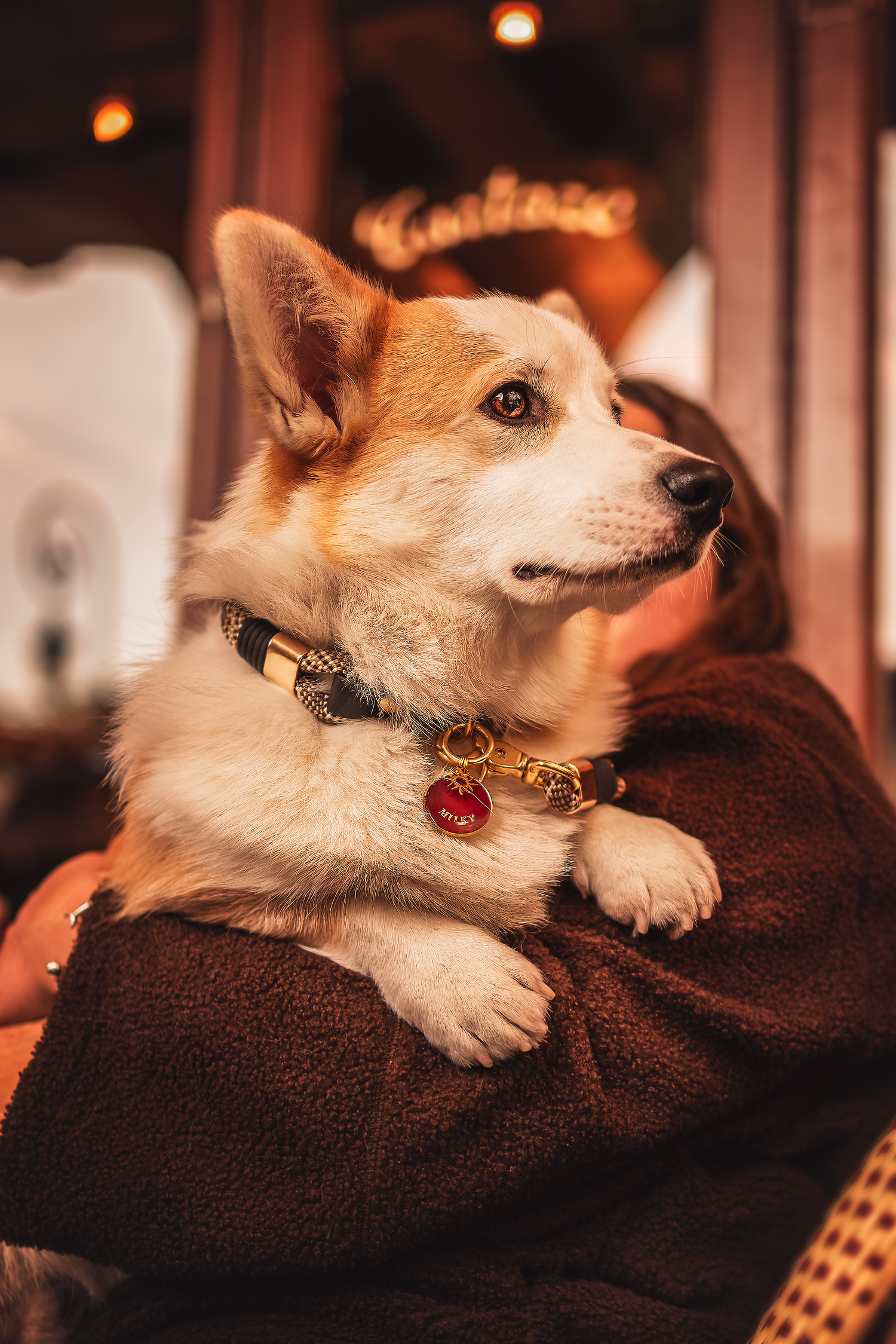 photographe chien canin, photographe lille, photographe 77, professionnels animaliers, photographie professsionnelle, corgi