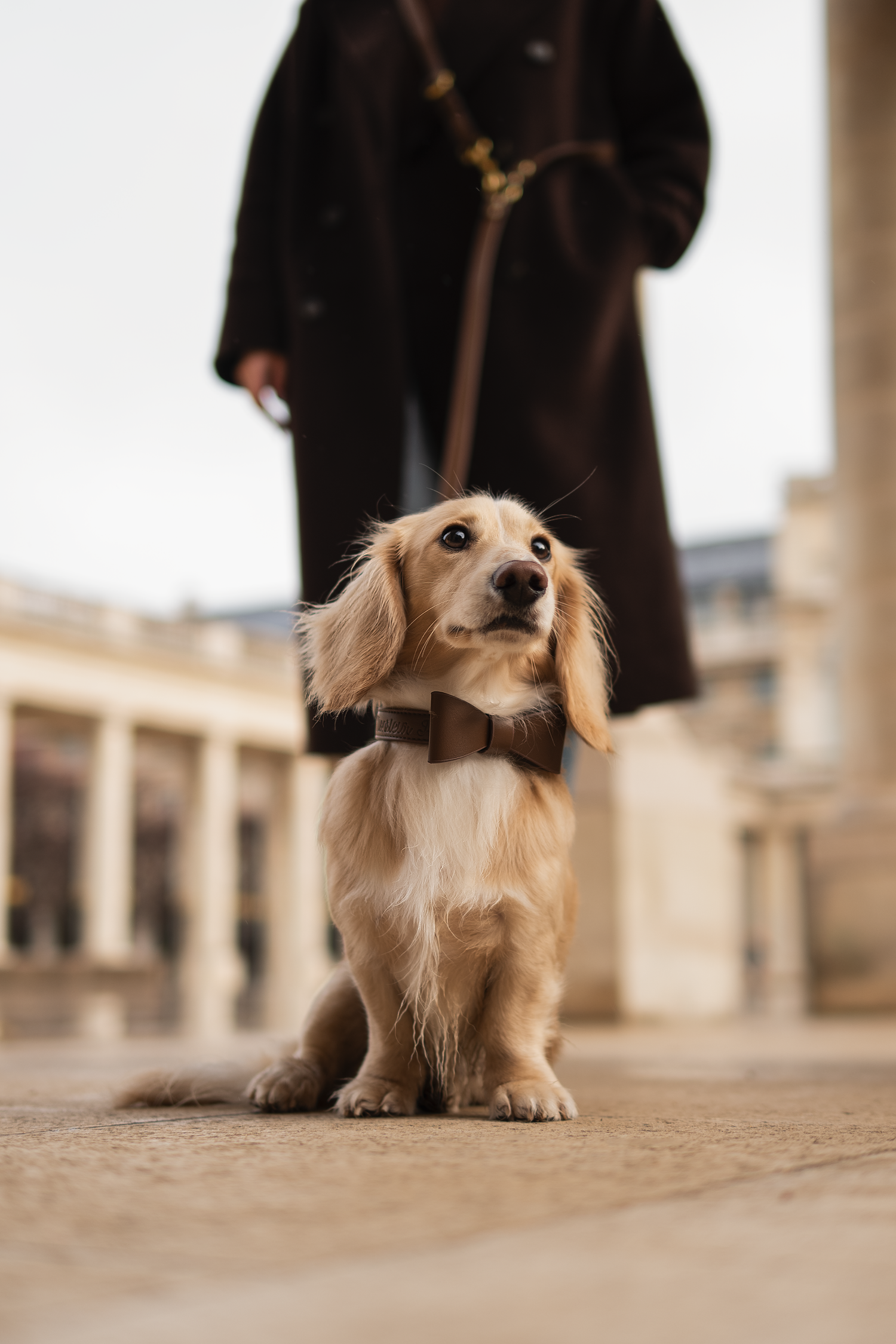 photographe chien canin, photographe lille, photographe 77, professionnels animaliers, photographie professsionnelle, teckel