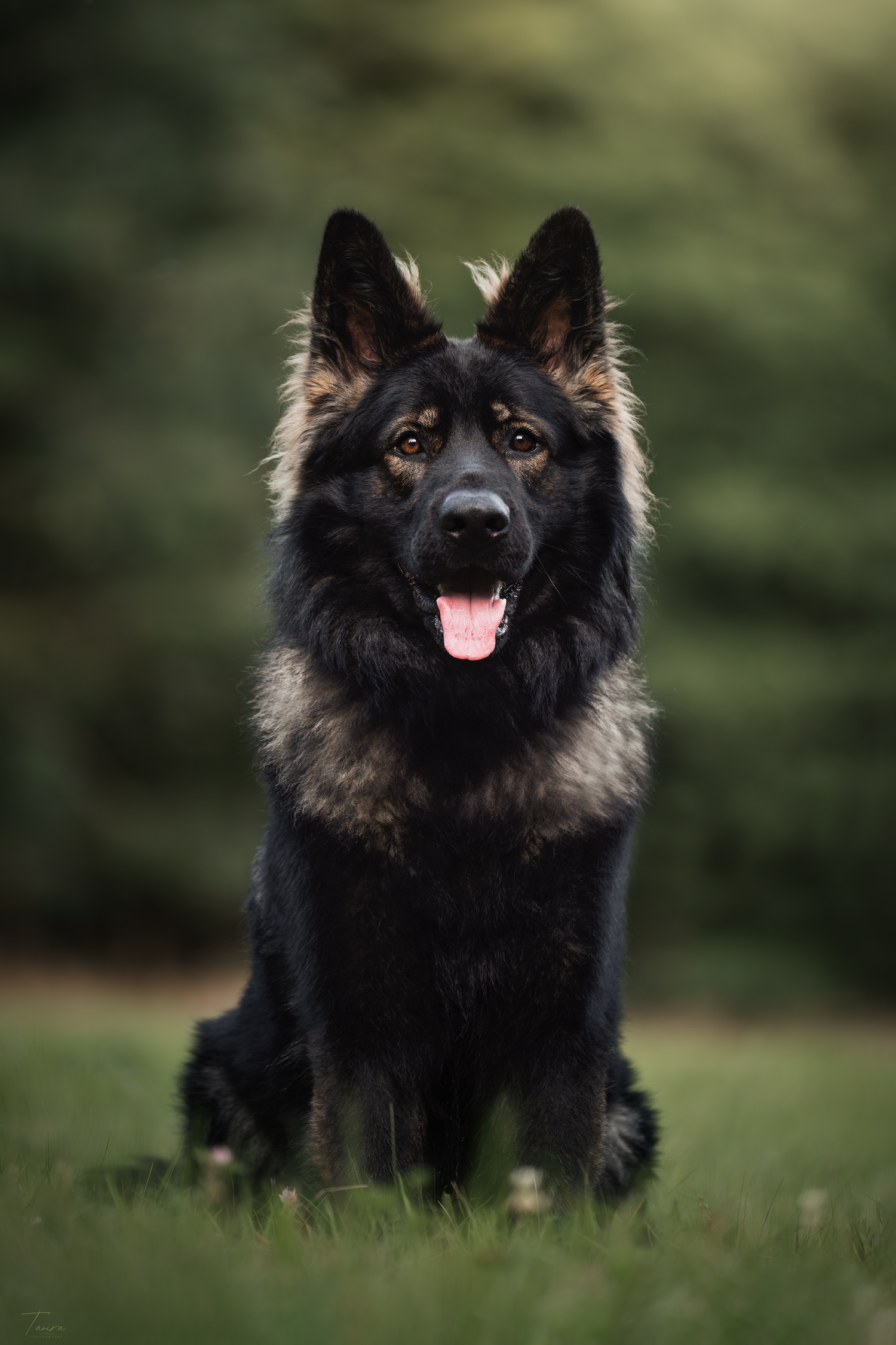 berger allemand ancien type, altdeutscher schäferhund, dog photography, photographe chien canin, photographe lille, photographe 77, élevage