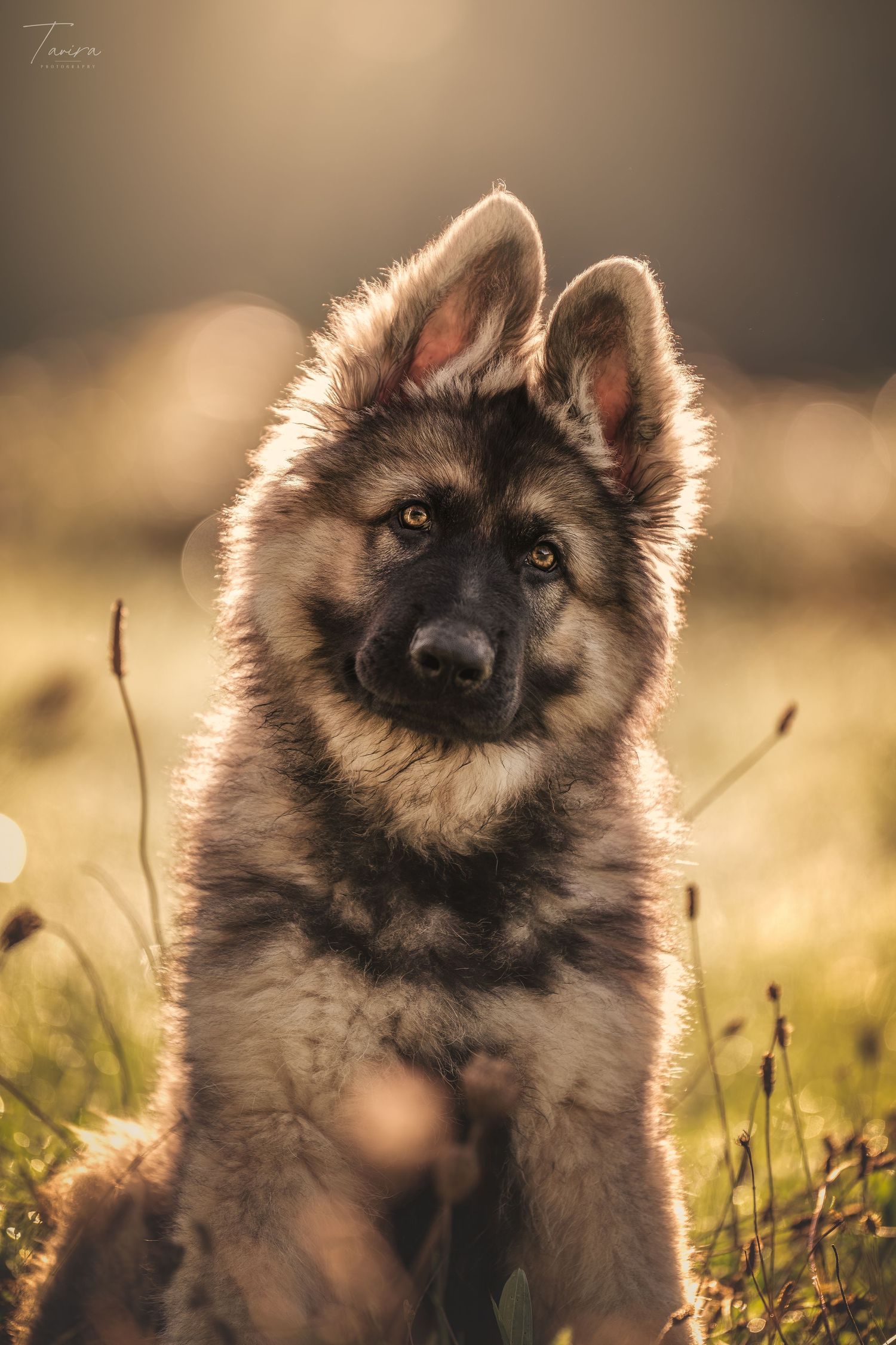 photographe chien canin, photographe lille, photographe 77, berger allemand, dog photography, altdeutscher schäferhund,