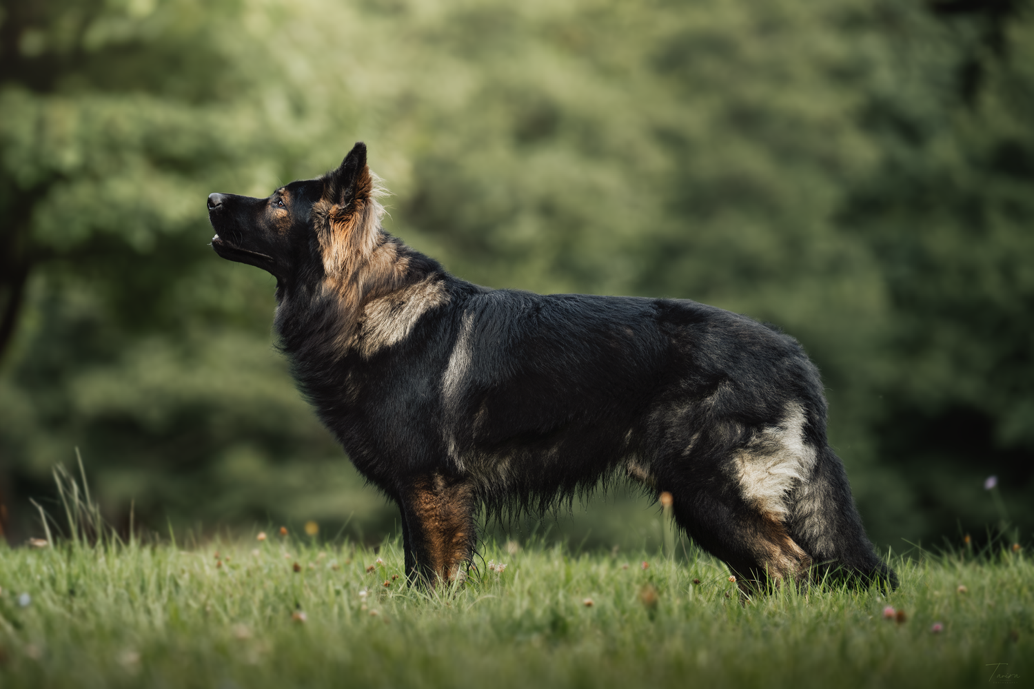 berger allemand ancien type, altdeutscher schäferhund, dog photography, photographe chien canin, photographe lille, photographe 77, élevage