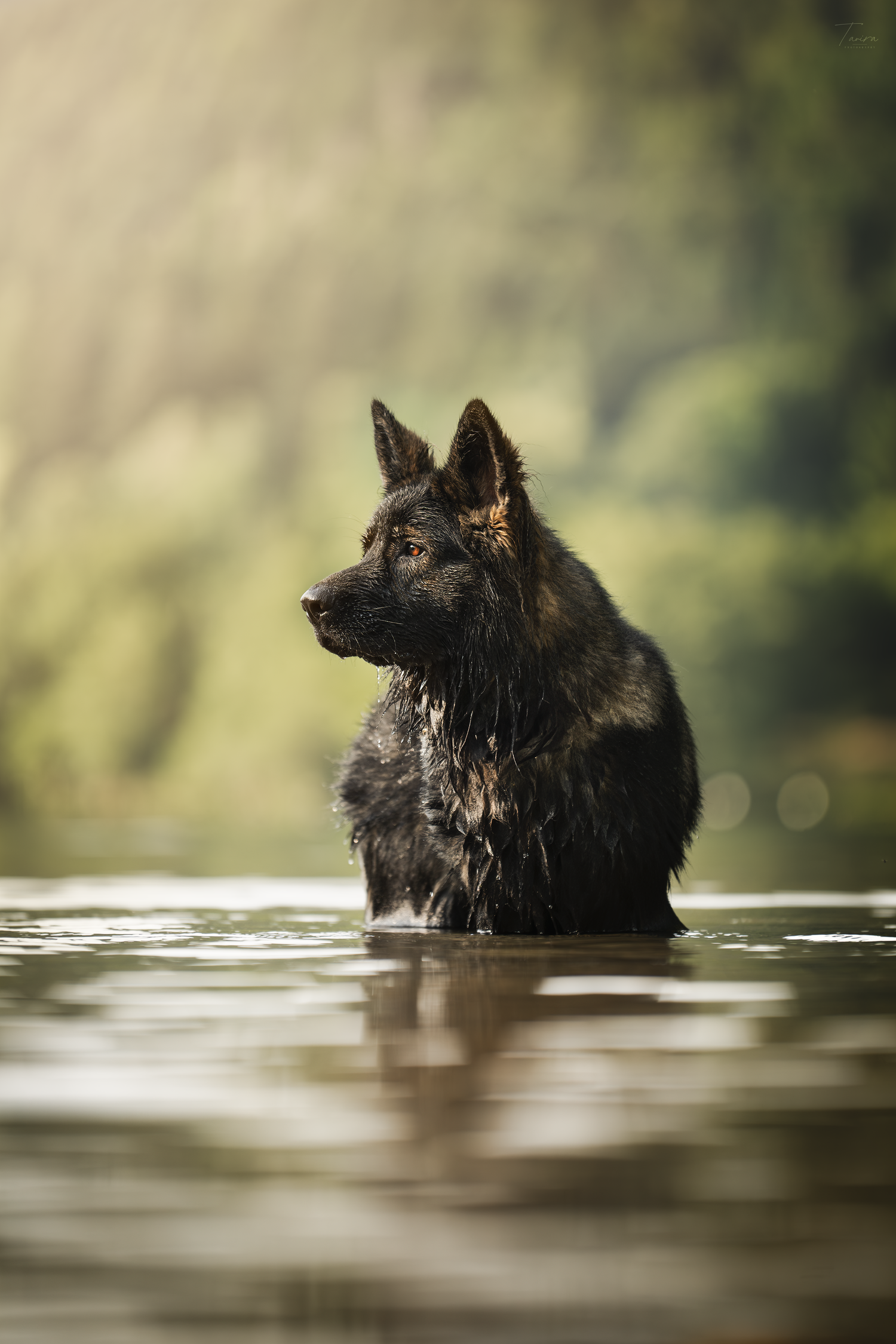 berger allemand ancien type, altdeutscher schäferhund, dog photography, photographe chien canin, photographe lille, photographe 77, élevage