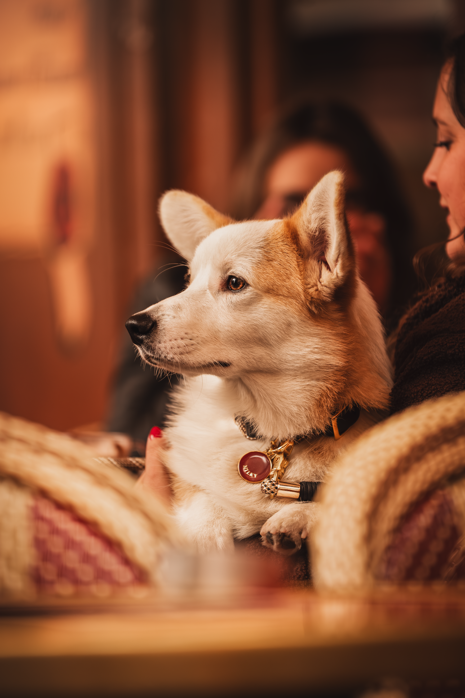 photographe chien canin, photographe lille, photographe 77, professionnels animaliers, photographie professsionnelle, corgi
