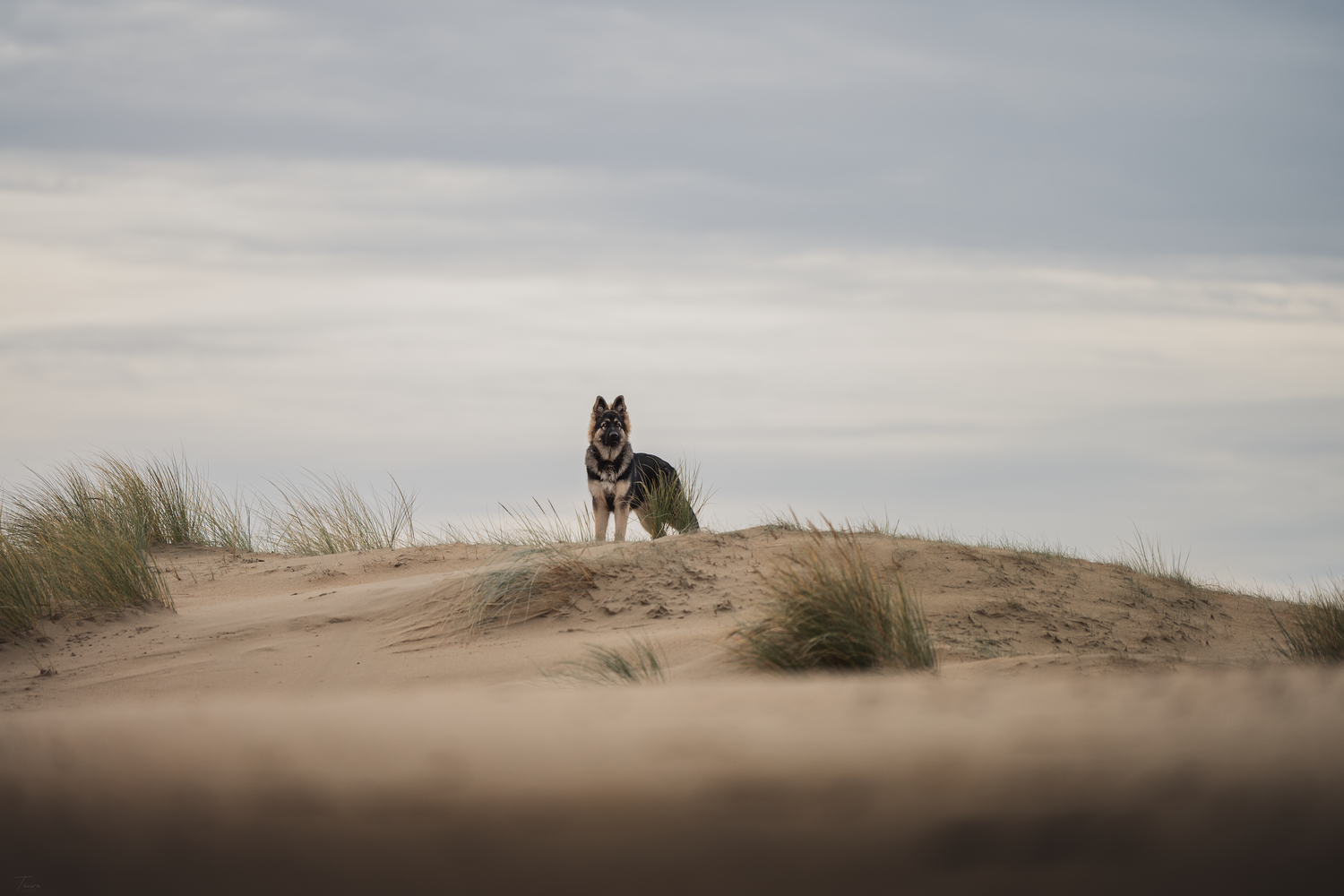 berger allemand ancien type, altdeutscher schäferhund, dog photography, photographe chien canin, photographe lille, photographe 77, plage
