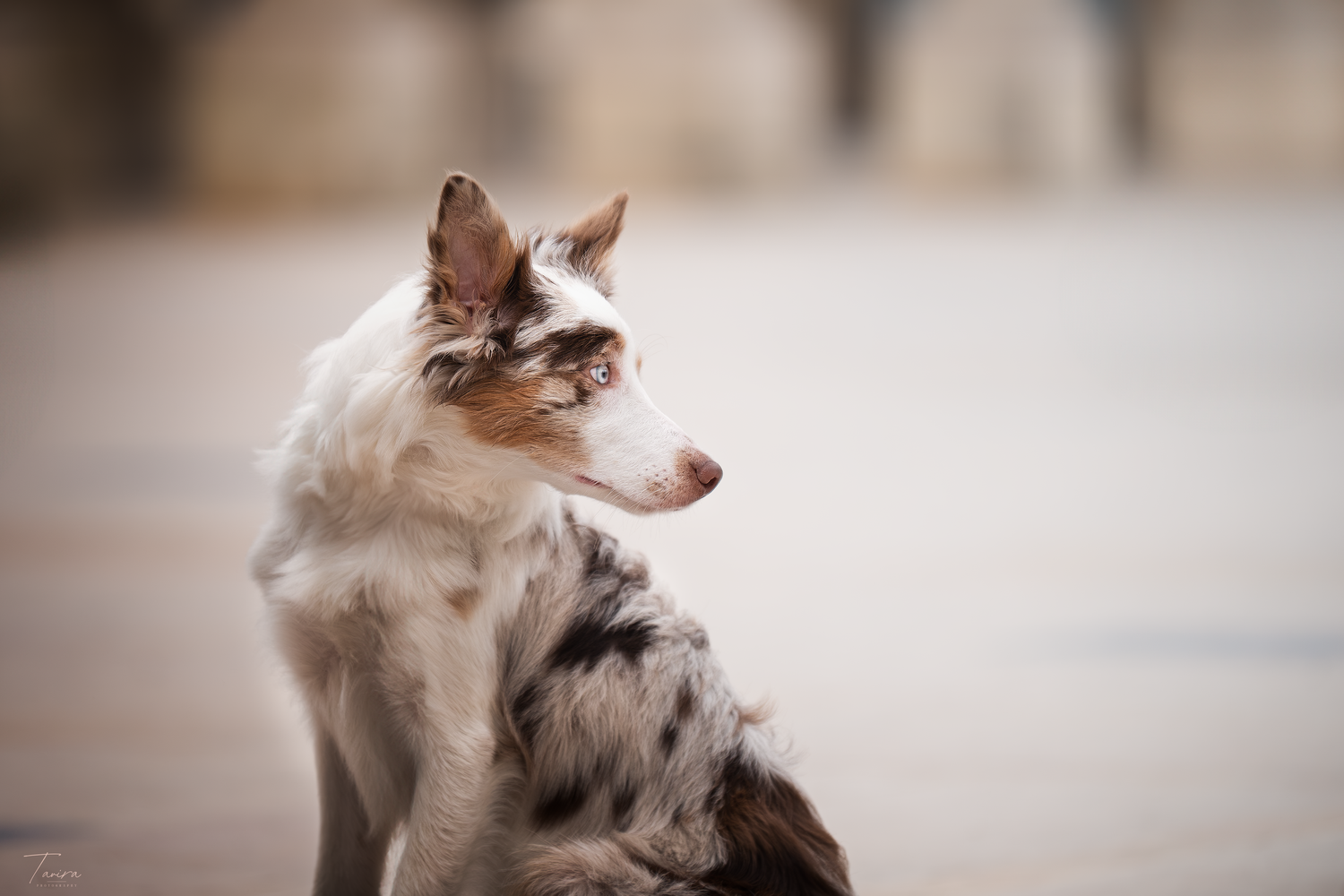 photographe chien canin, photographe lille, photographe 77, professionnels animaliers, dog photography, border collie
