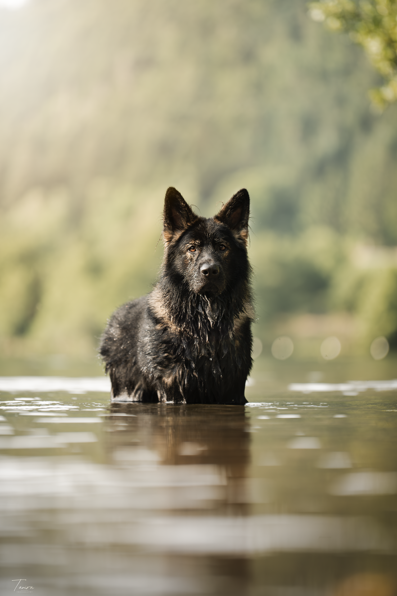 berger allemand ancien type, altdeutscher schäferhund, dog photography, photographe chien canin, photographe lille, photographe 77, élevage