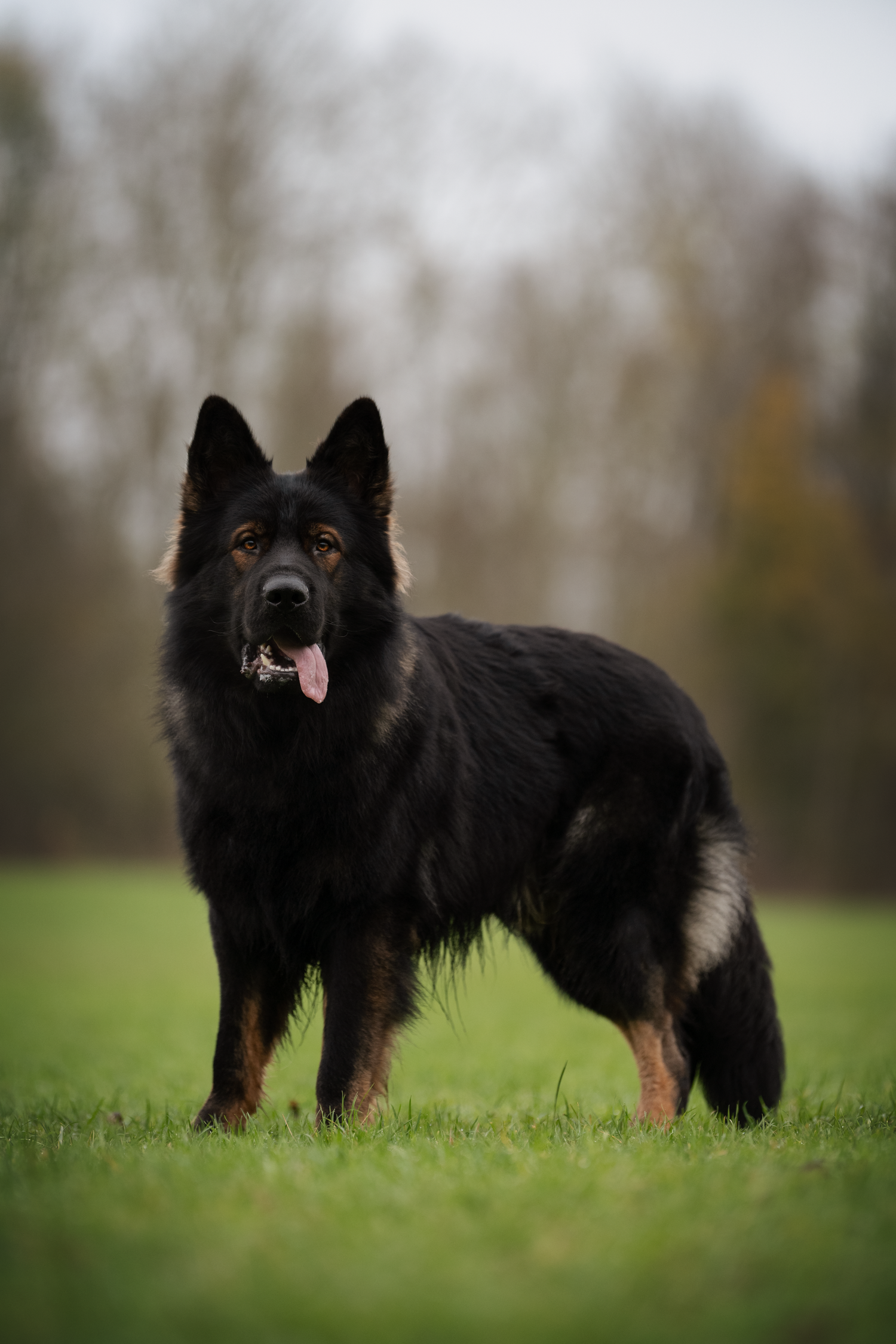 berger allemand ancien type, altdeutscher schäferhund, dog photography, photographe chien canin, photographe lille, photographe 77, élevage