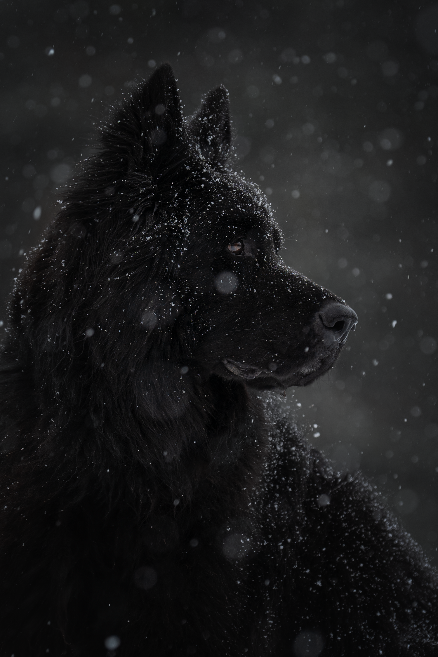 photographe chien canin, photographe lille, photographe 77, berger allemand, dog photography, altdeutscher schäferhund,