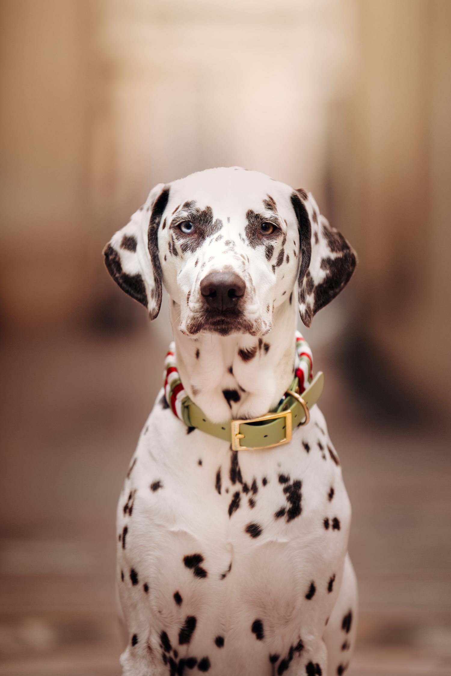 photographe chien canin, photographe lille, photographe 77, professionnels animaliers, photographie professsionnelle, dalmatien