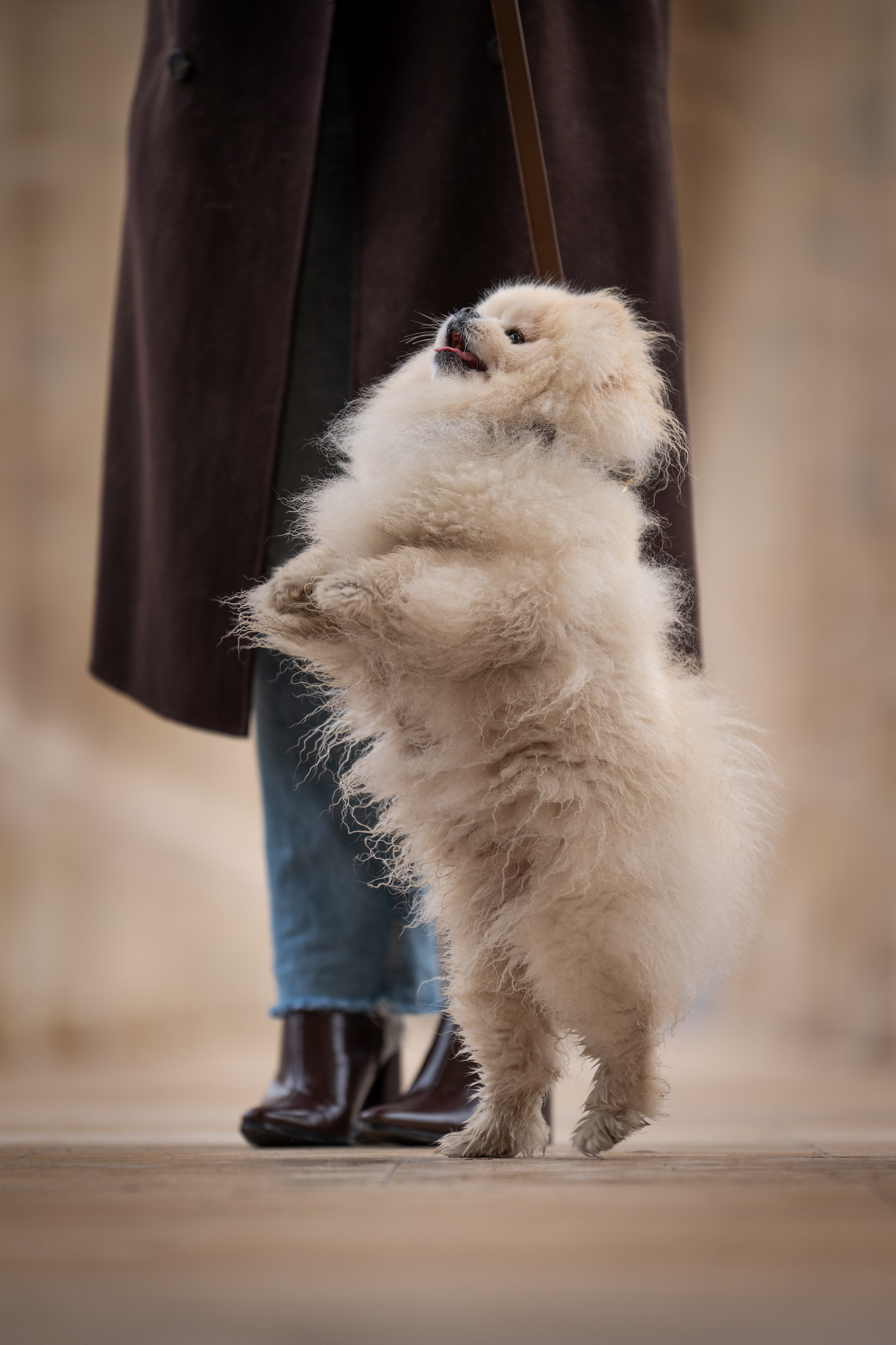 photographe chien canin, photographe lille, photographe 77, professionnels animaliers, photographie professsionnelle, spitz