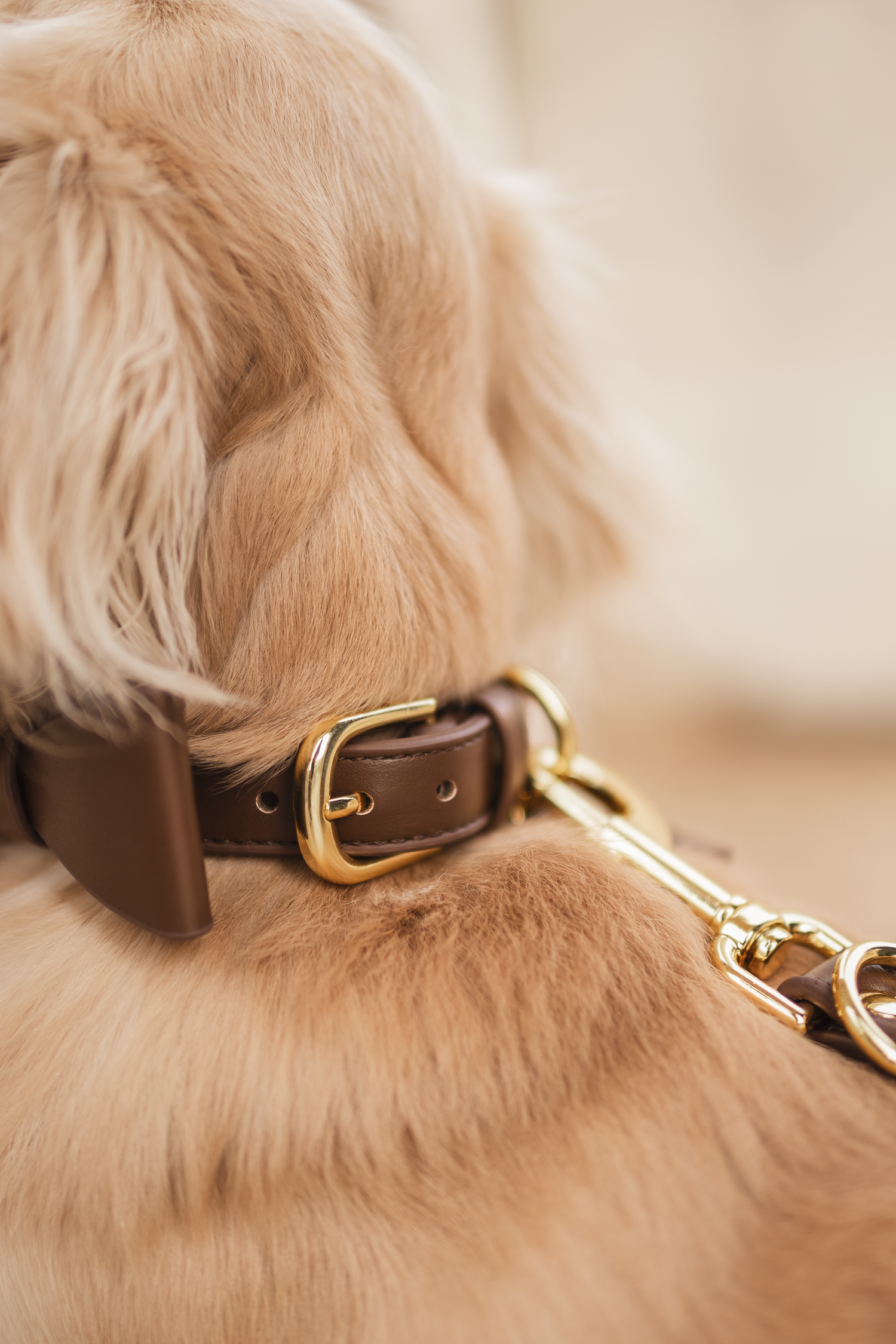 photographe chien canin, photographe lille, photographe 77, professionnels animaliers, photographie professsionnelle