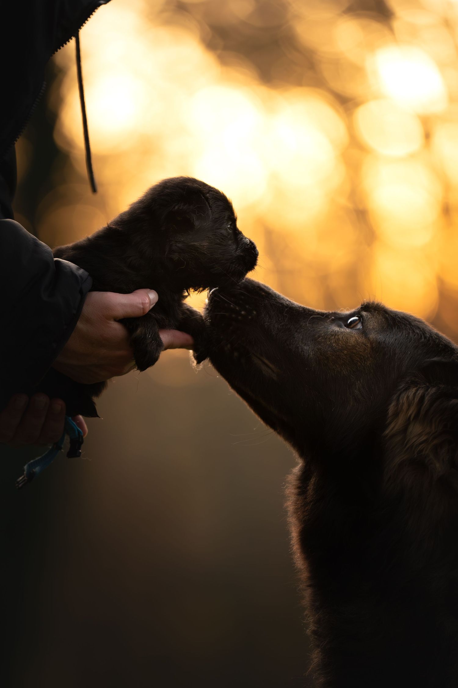 berger allemand ancien type, altdeutscher schäferhund, dog photography, photographe chien canin, photographe lille, photographe 77, élevage