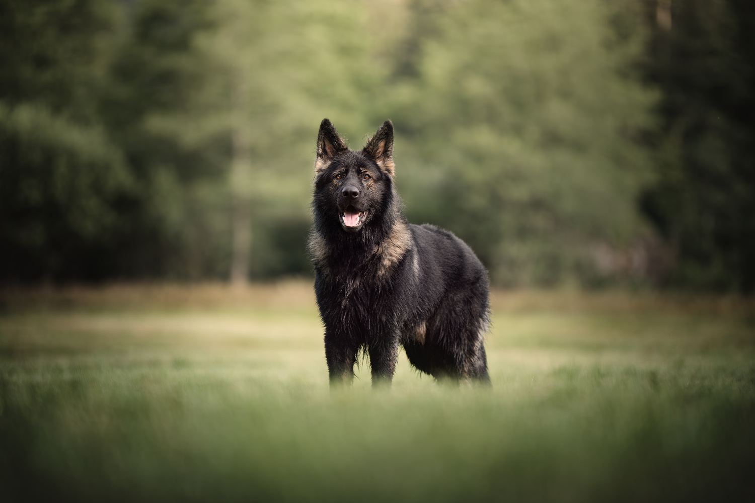 berger allemand ancien type, altdeutscher schäferhund, dog photography, photographe chien canin, photographe lille, photographe 77, élevage