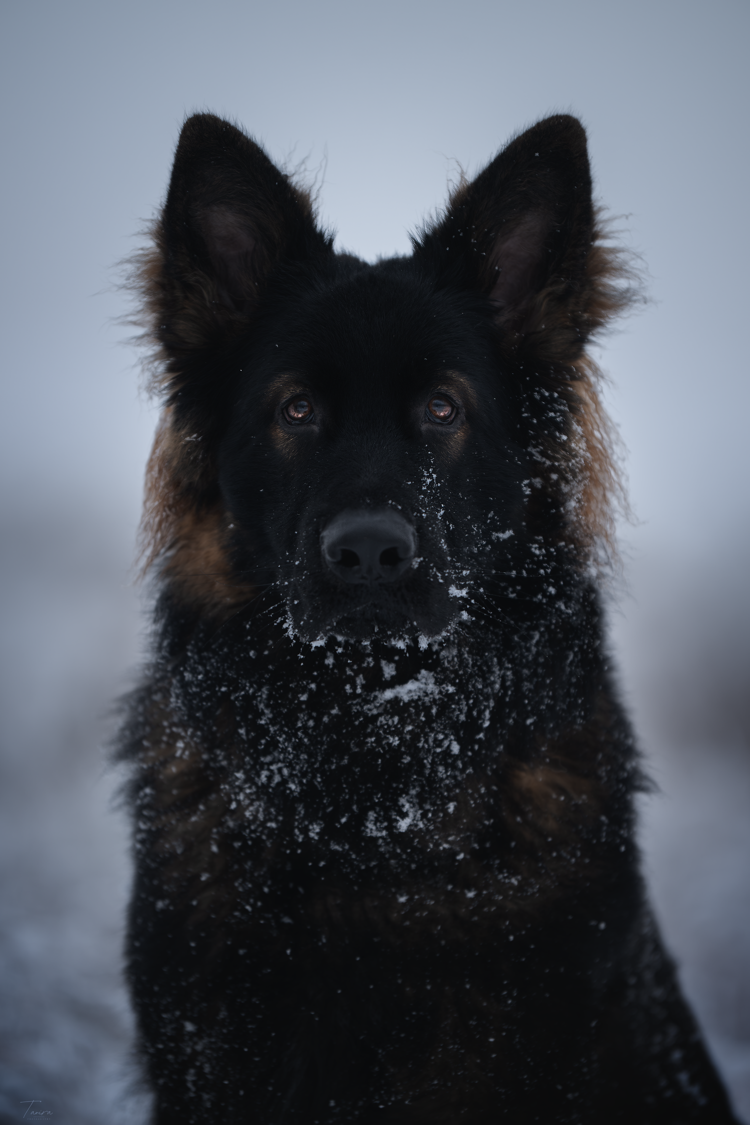 berger allemand ancien type, altdeutscher schäferhund, dog photography, photographe chien canin, photographe lille, photographe 77, élevage
