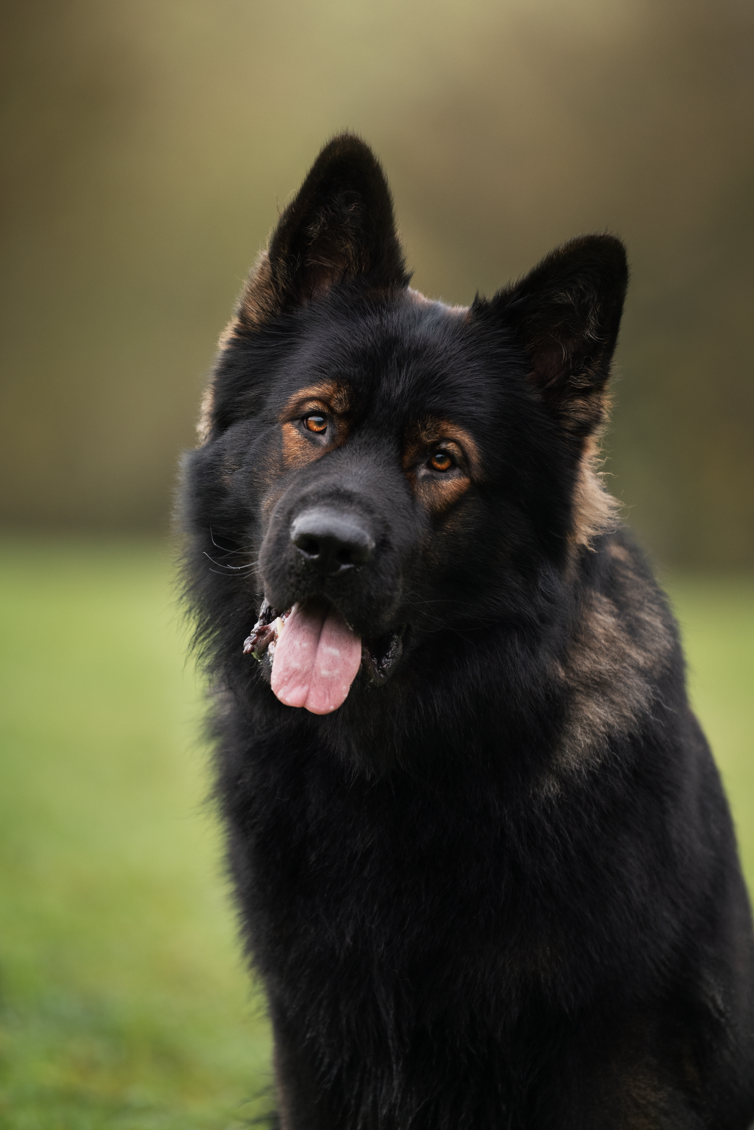 berger allemand ancien type, altdeutscher schäferhund, dog photography, photographe chien canin, photographe lille, photographe 77, élevage
