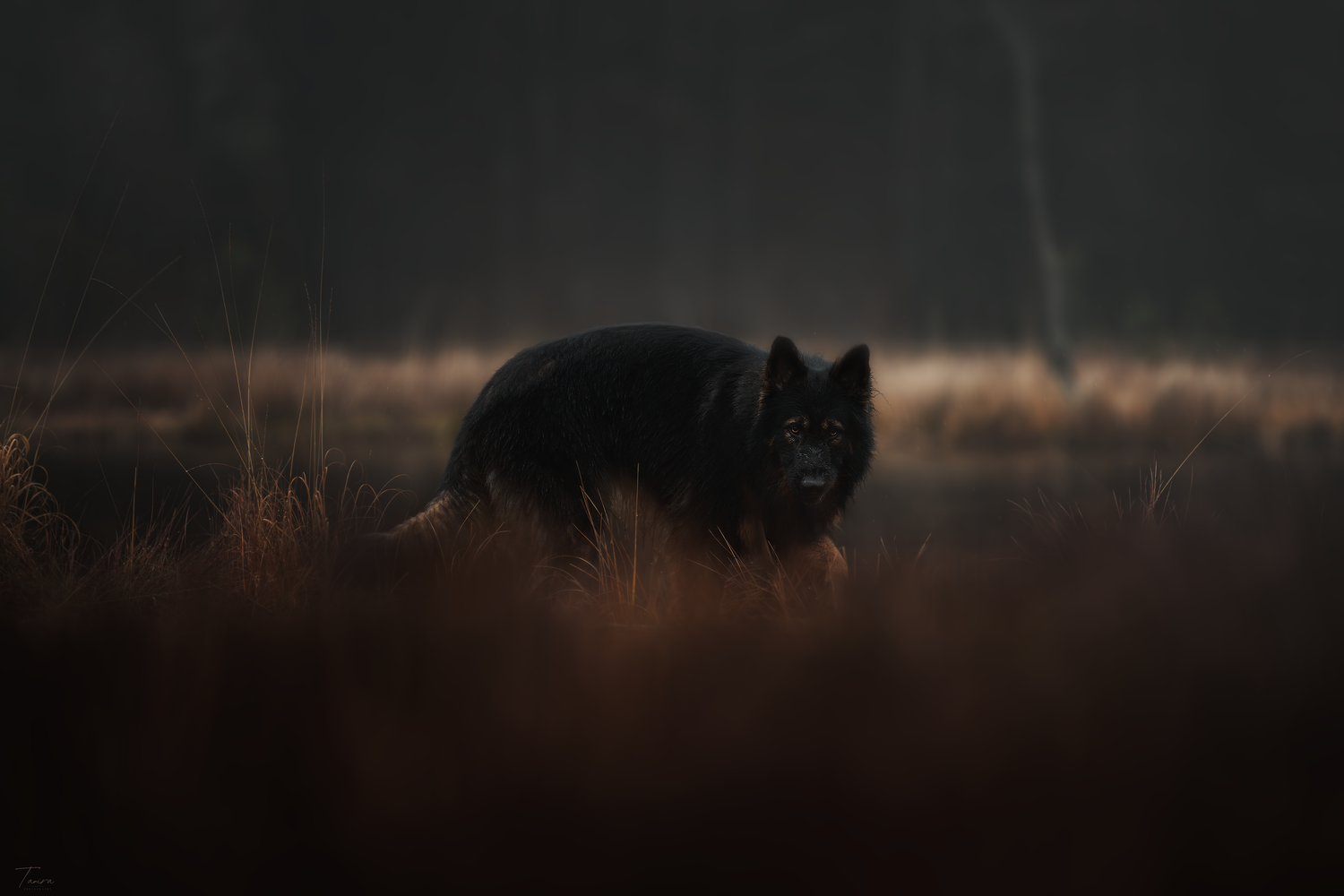 photographe chien canin, photographe lille, photographe 77, berger allemand, dog photography, altdeutscher schäferhund,