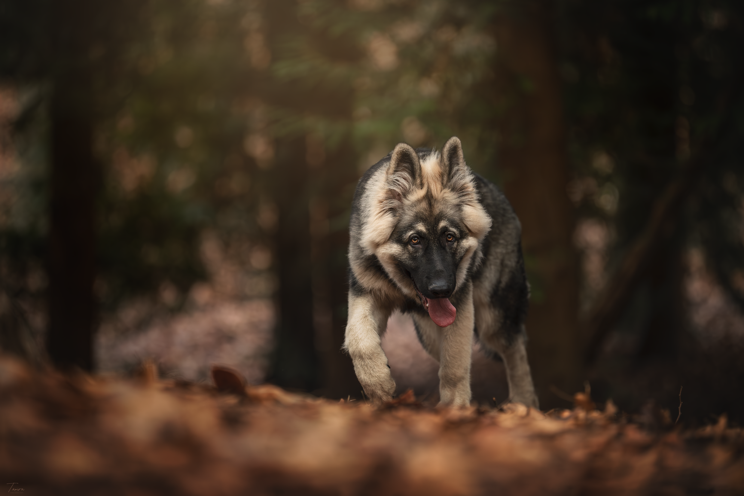 photographe chien canin, photographe lille, photographe 77, berger allemand, dog photography, altdeutscher schäferhund,