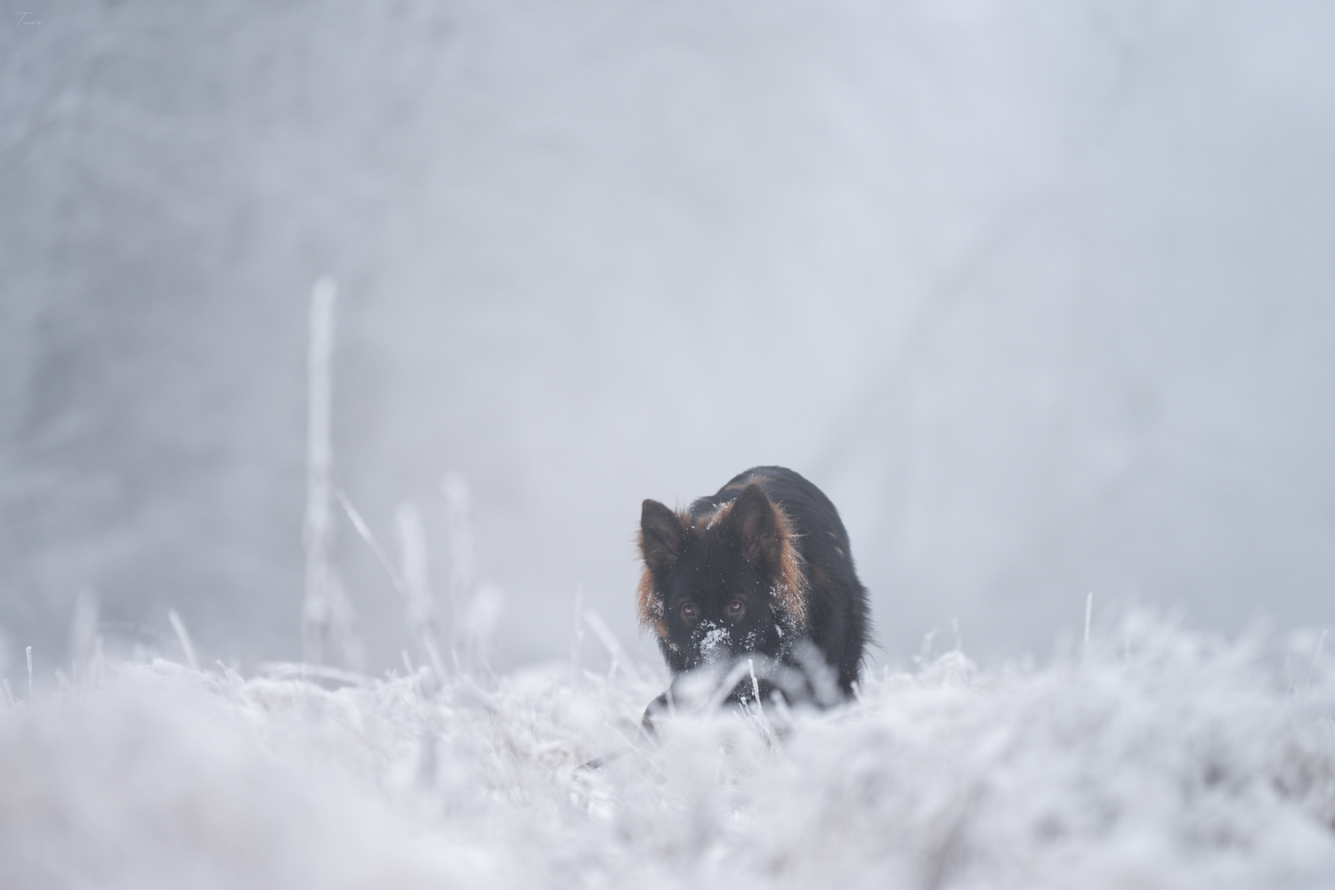berger allemand ancien type, altdeutscher schäferhund, dog photography, photographe chien canin, photographe lille, photographe 77, neige