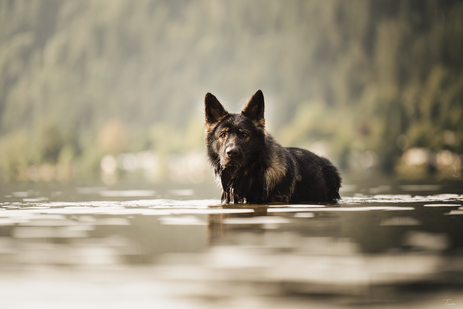 berger allemand ancien type, altdeutscher schäferhund, dog photography, photographe chien canin, photographe lille, photographe 77, élevage