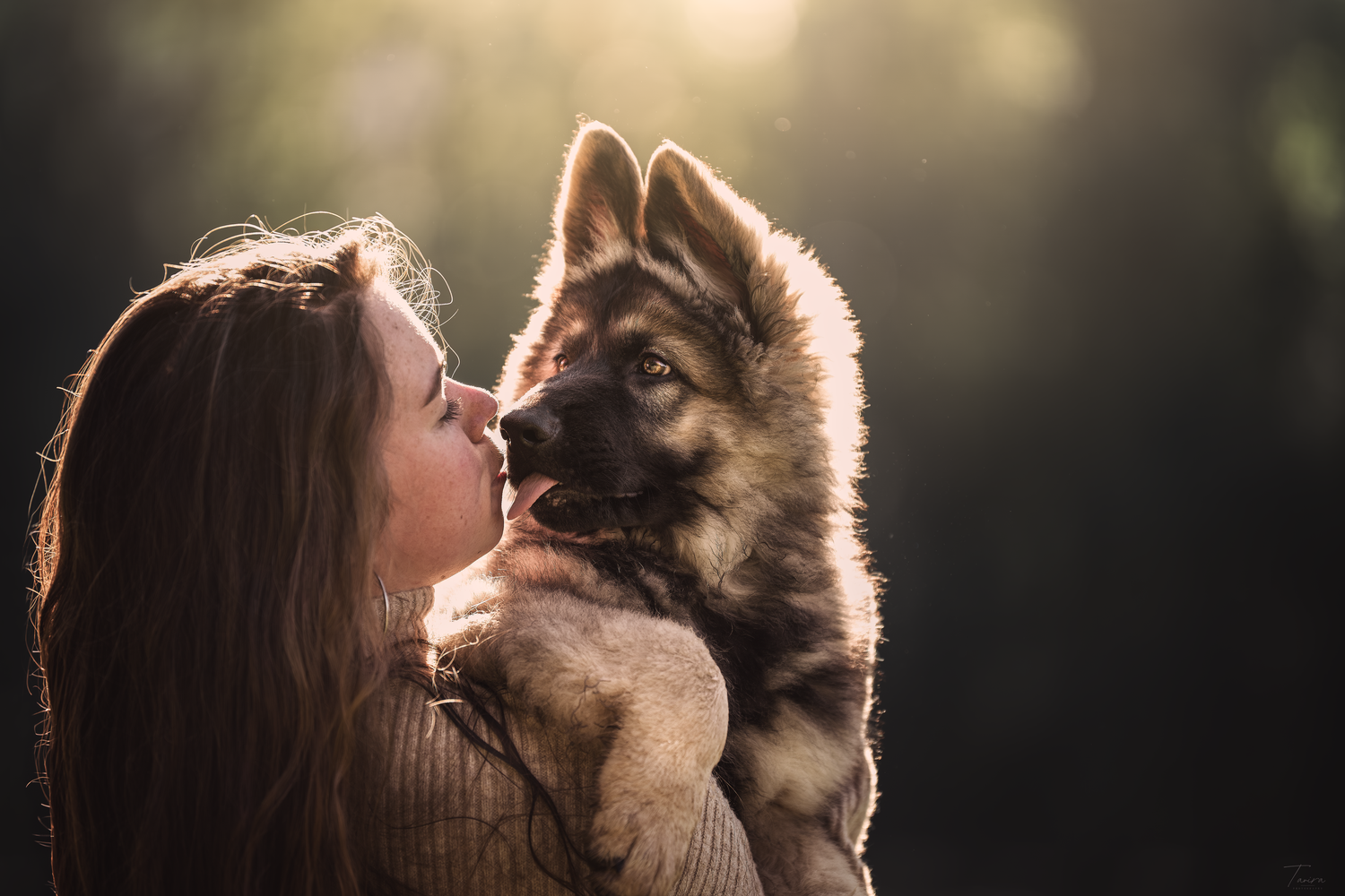photographe chien canin, photographe lille, photographe 77, berger allemand, dog photography, altdeutscher schäferhund,