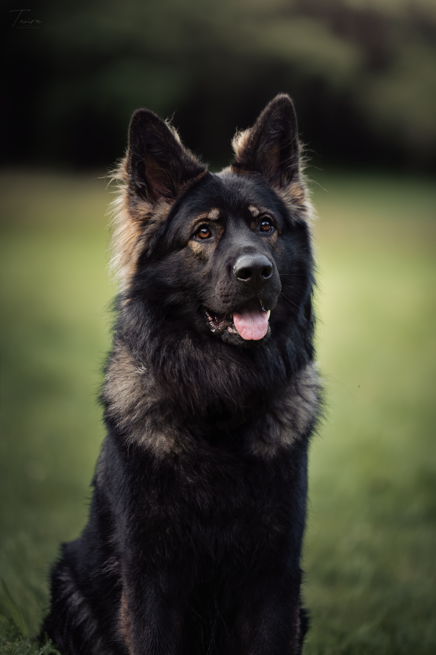 berger allemand ancien type, altdeutscher schäferhund, dog photography, photographe chien canin, photographe lille, photographe 77, élevage