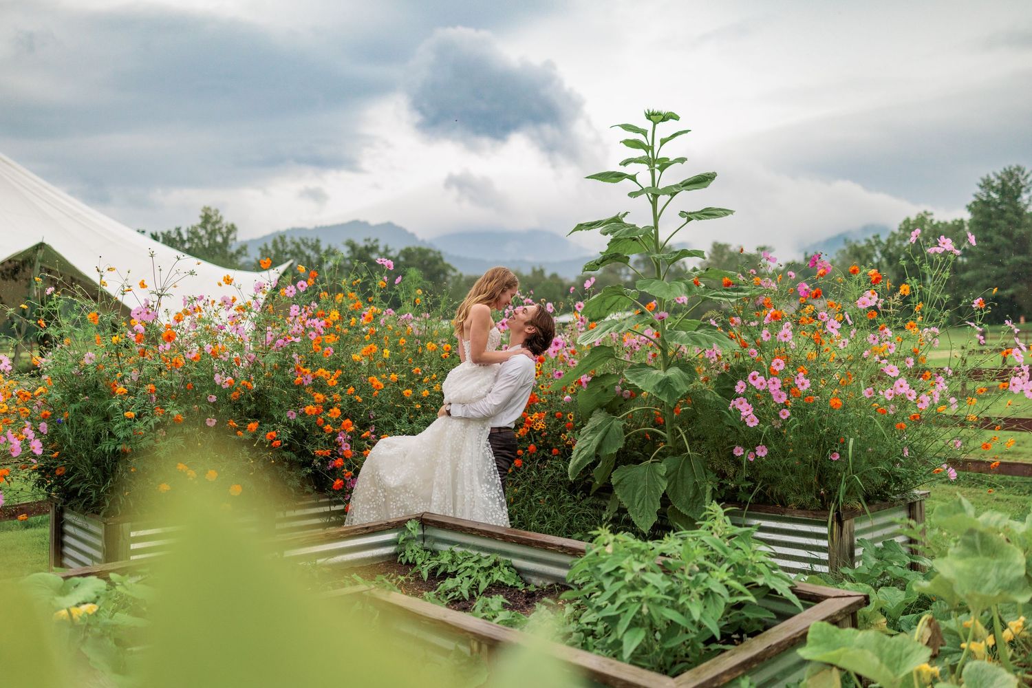 Orange dahlia flowers bloom in a lush garden field with mountains and cloudy skies in the background.